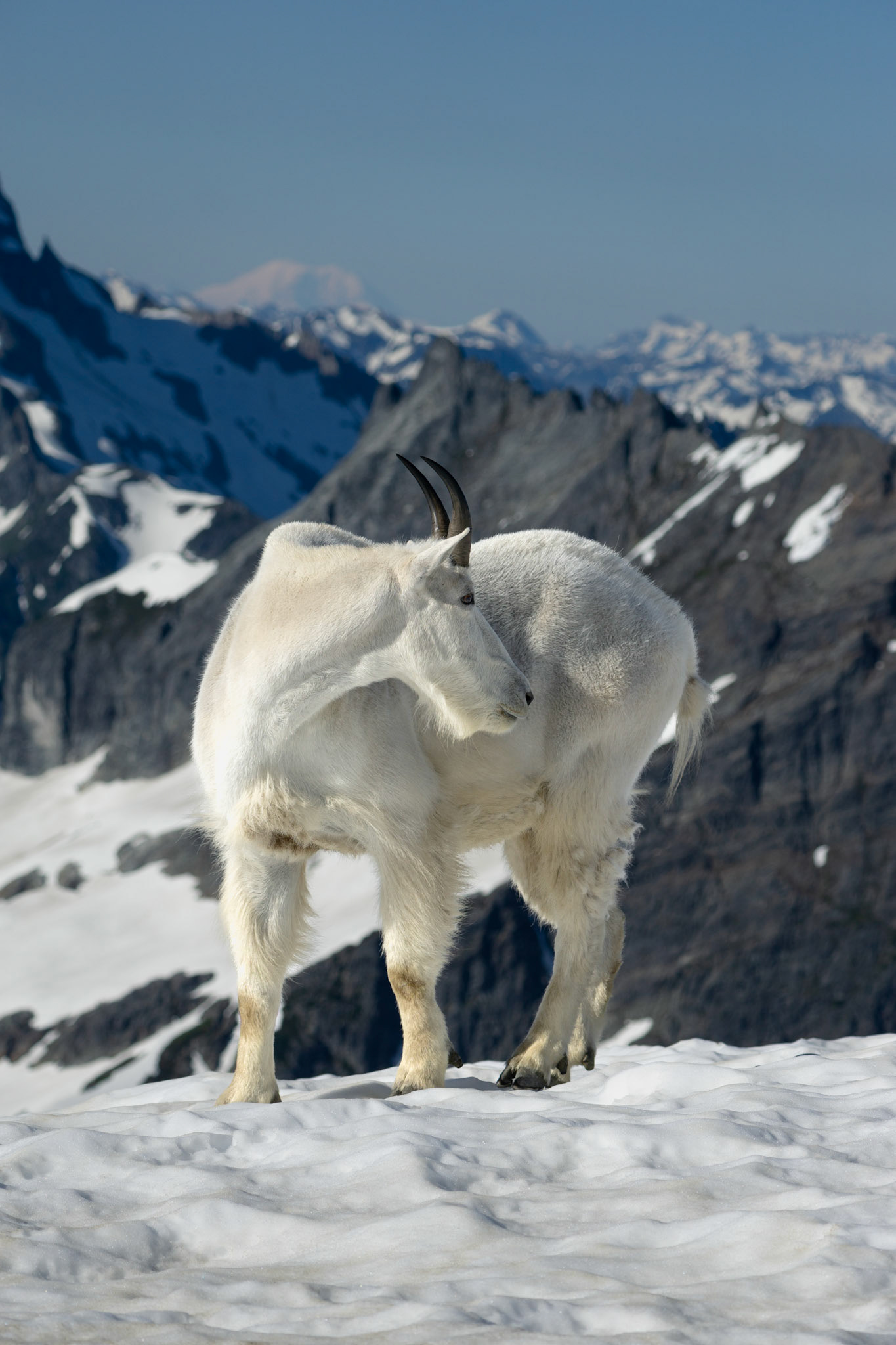 Mountain Goat in North Cascades National Park