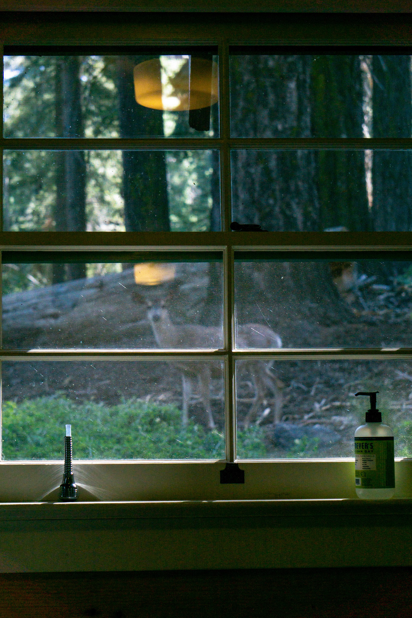 Breakfast with the deer family