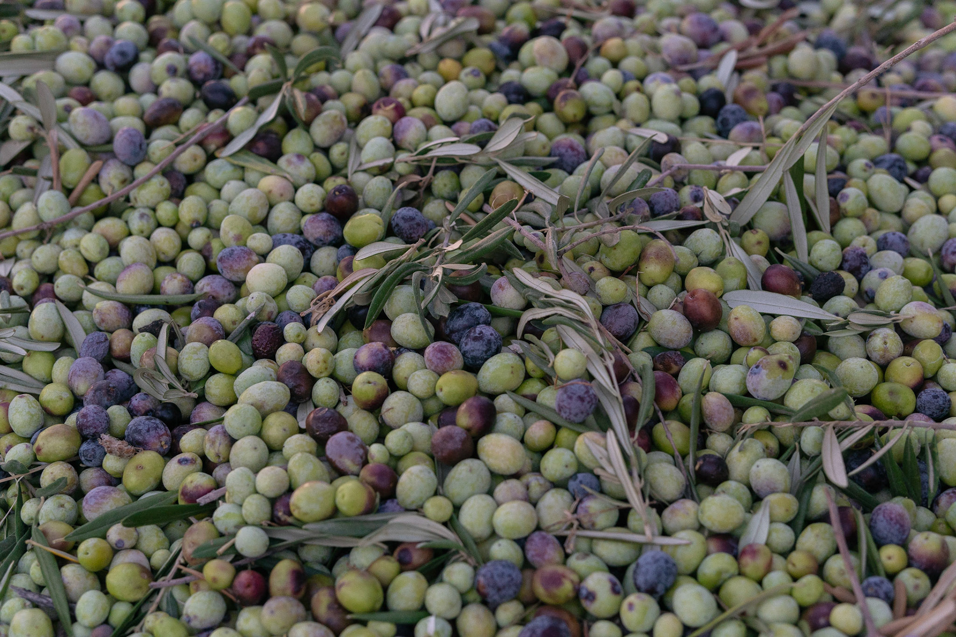 Olives