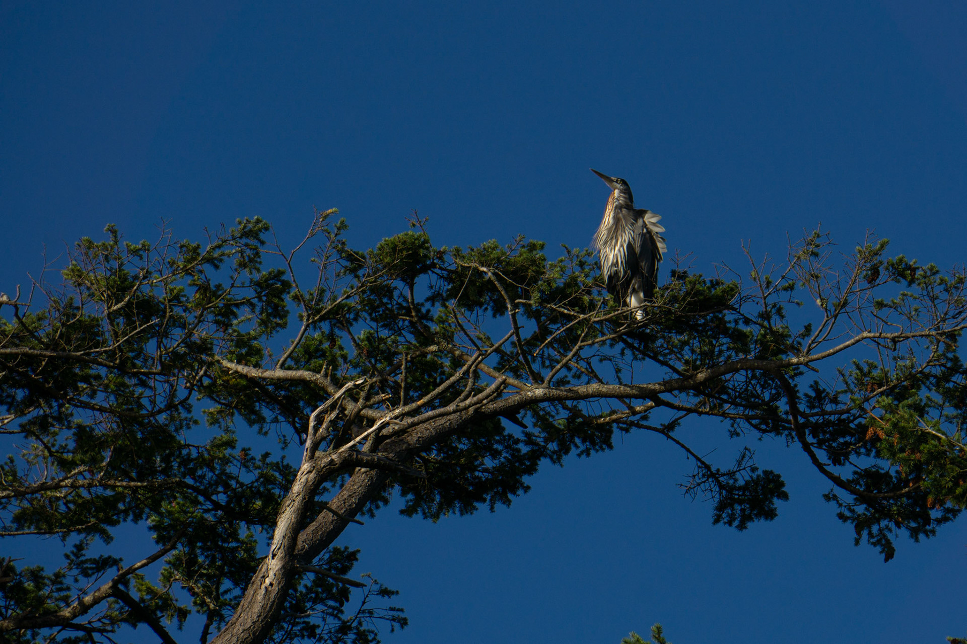 Great Blue Heron in Deception Pass State Park