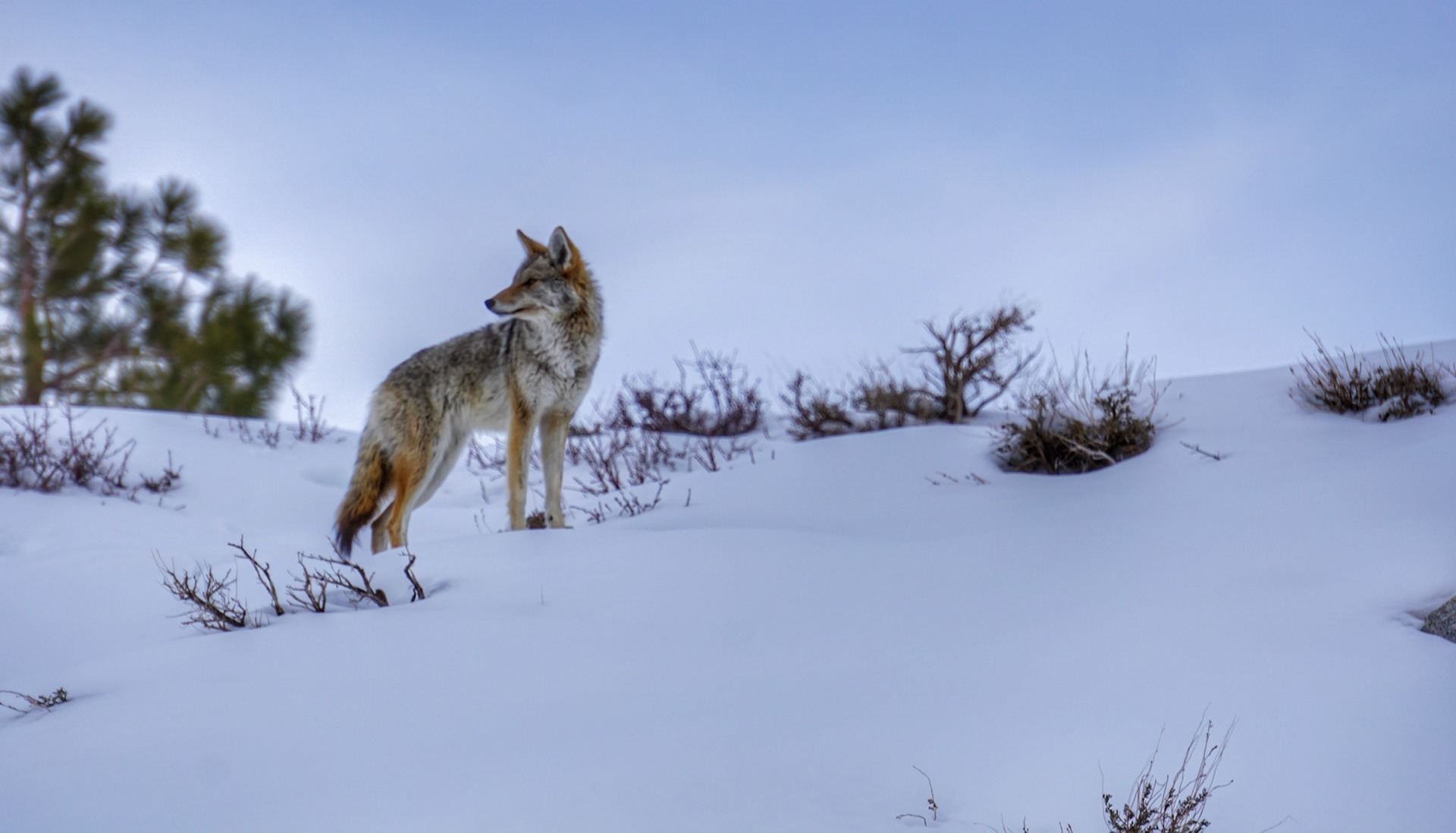 Coyote at Convict Lake