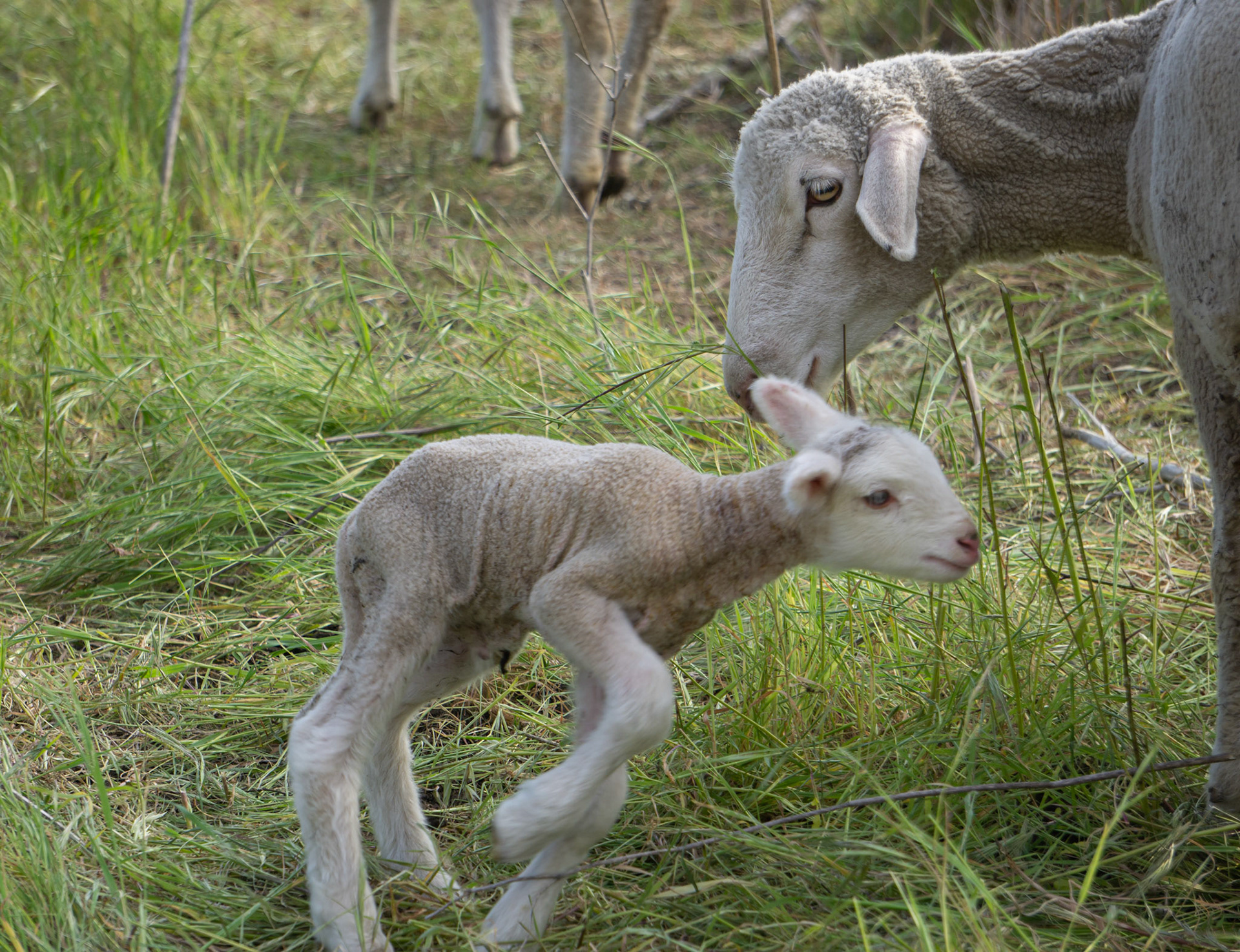 Little Lamb, Santa Barbara. CA