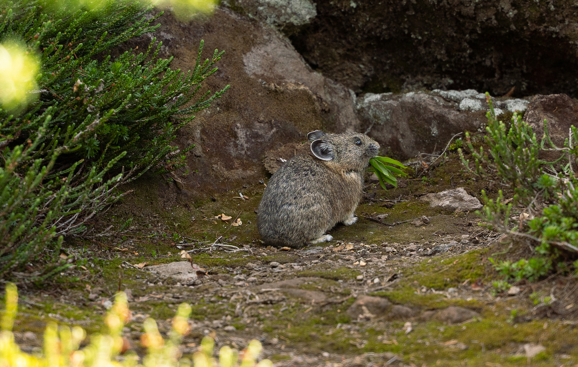 Pika