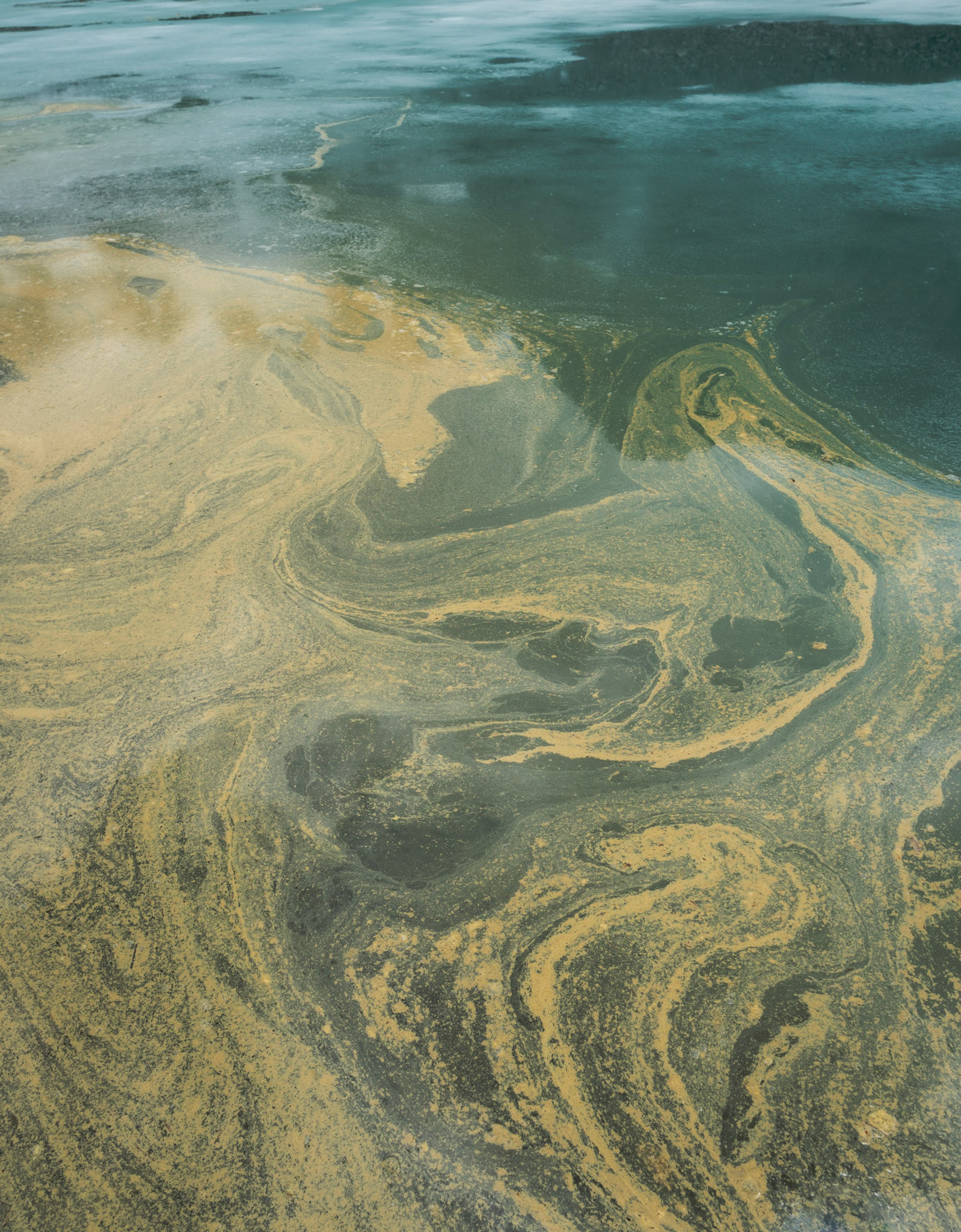 Pollen on the lake