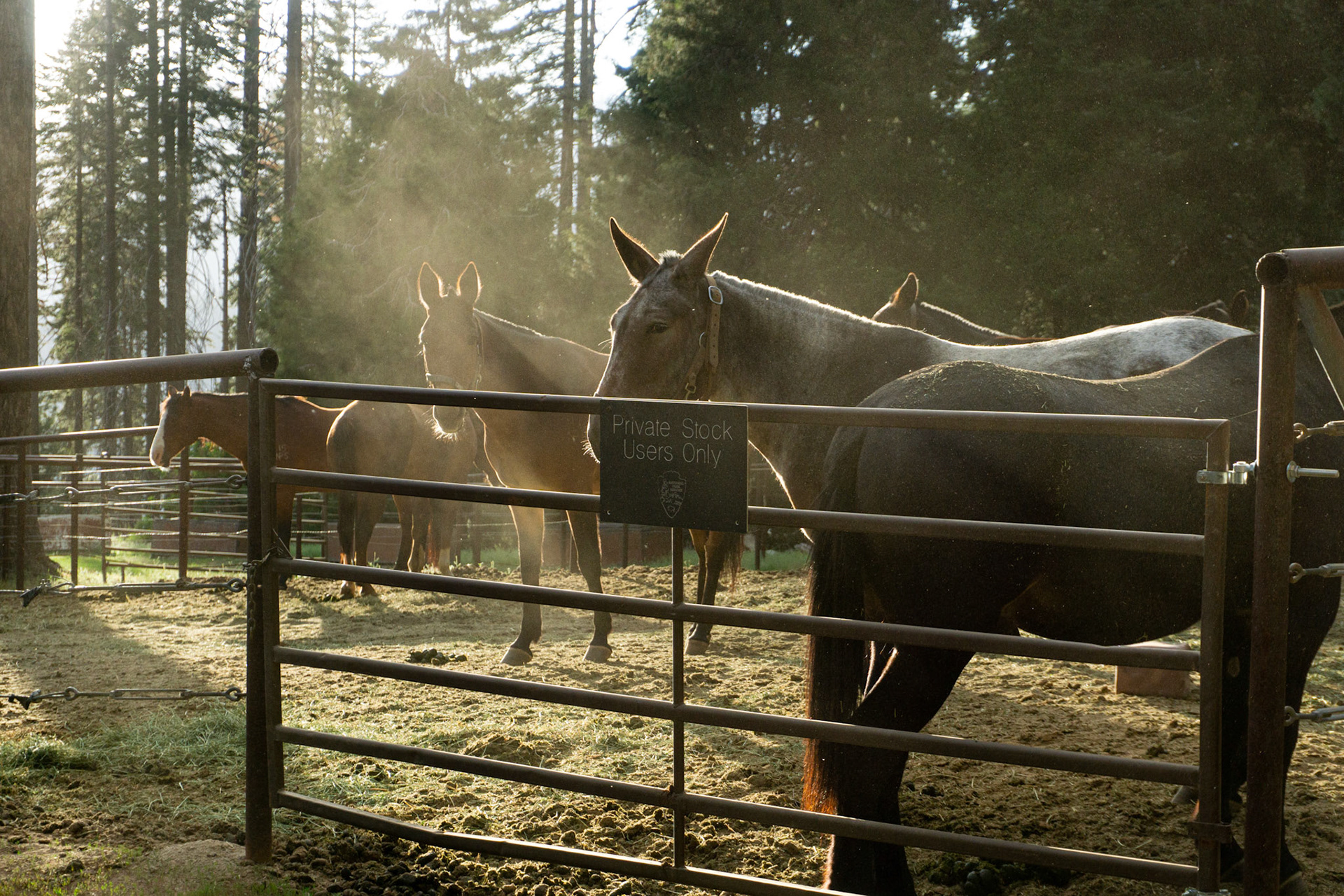 Mules outside my cabin at Lodgepole