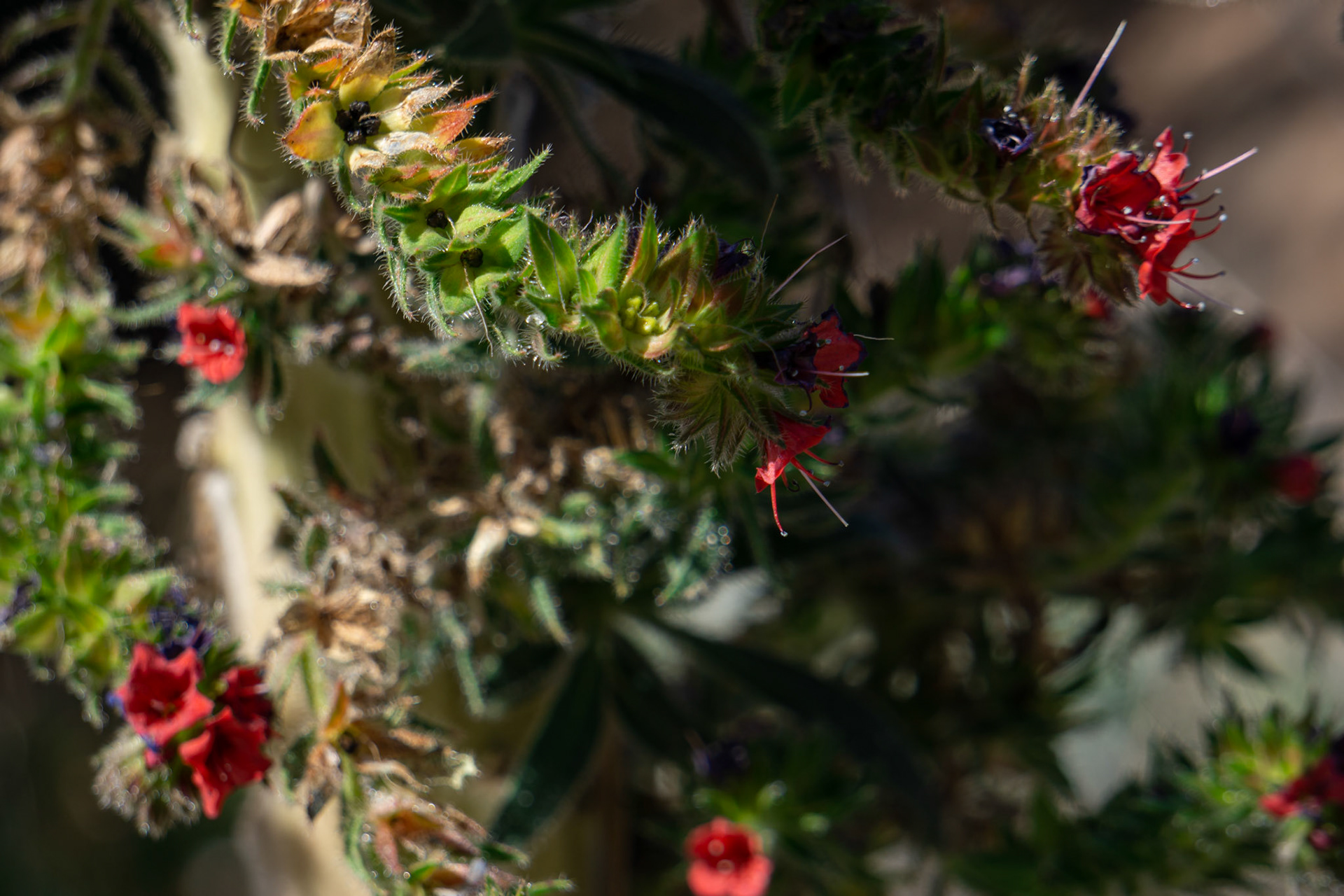 Echium wildpretii