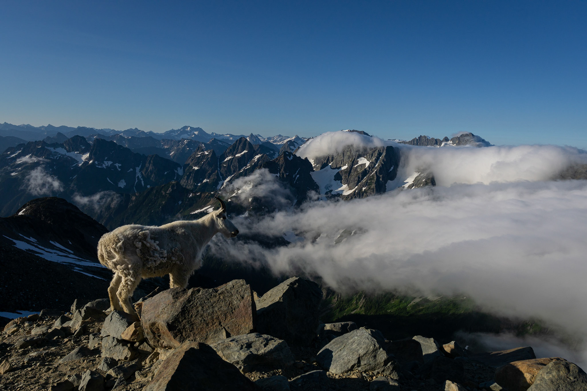 Mountain goat enjoying the mornings sea of clouds