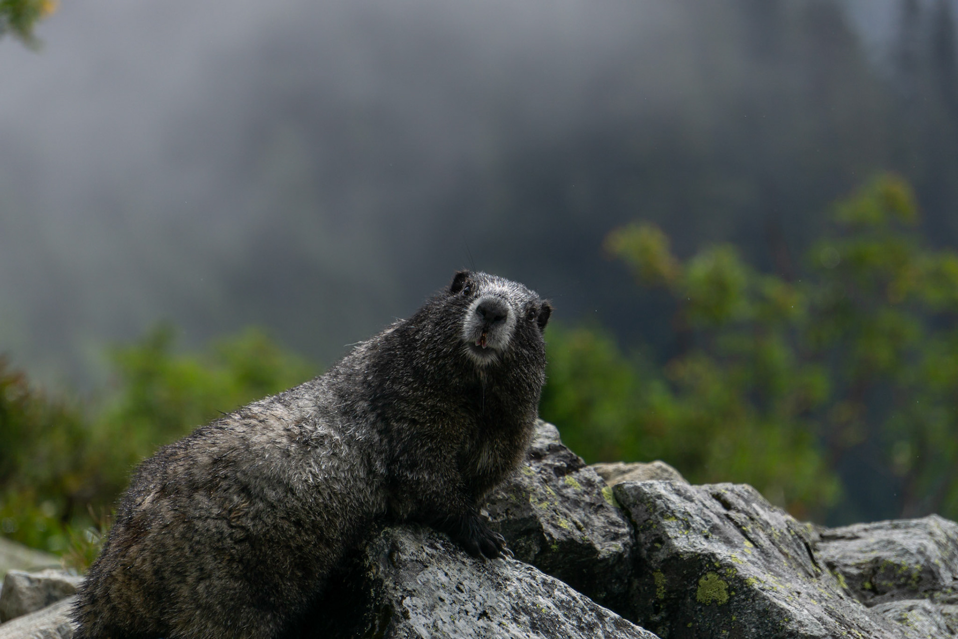 Hoary Marmot