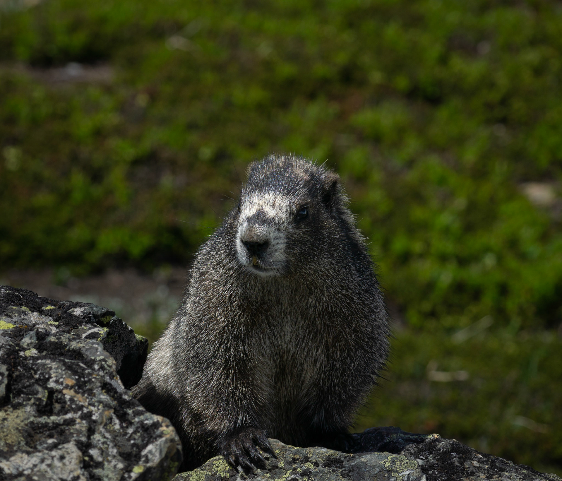 Hoary Marmot