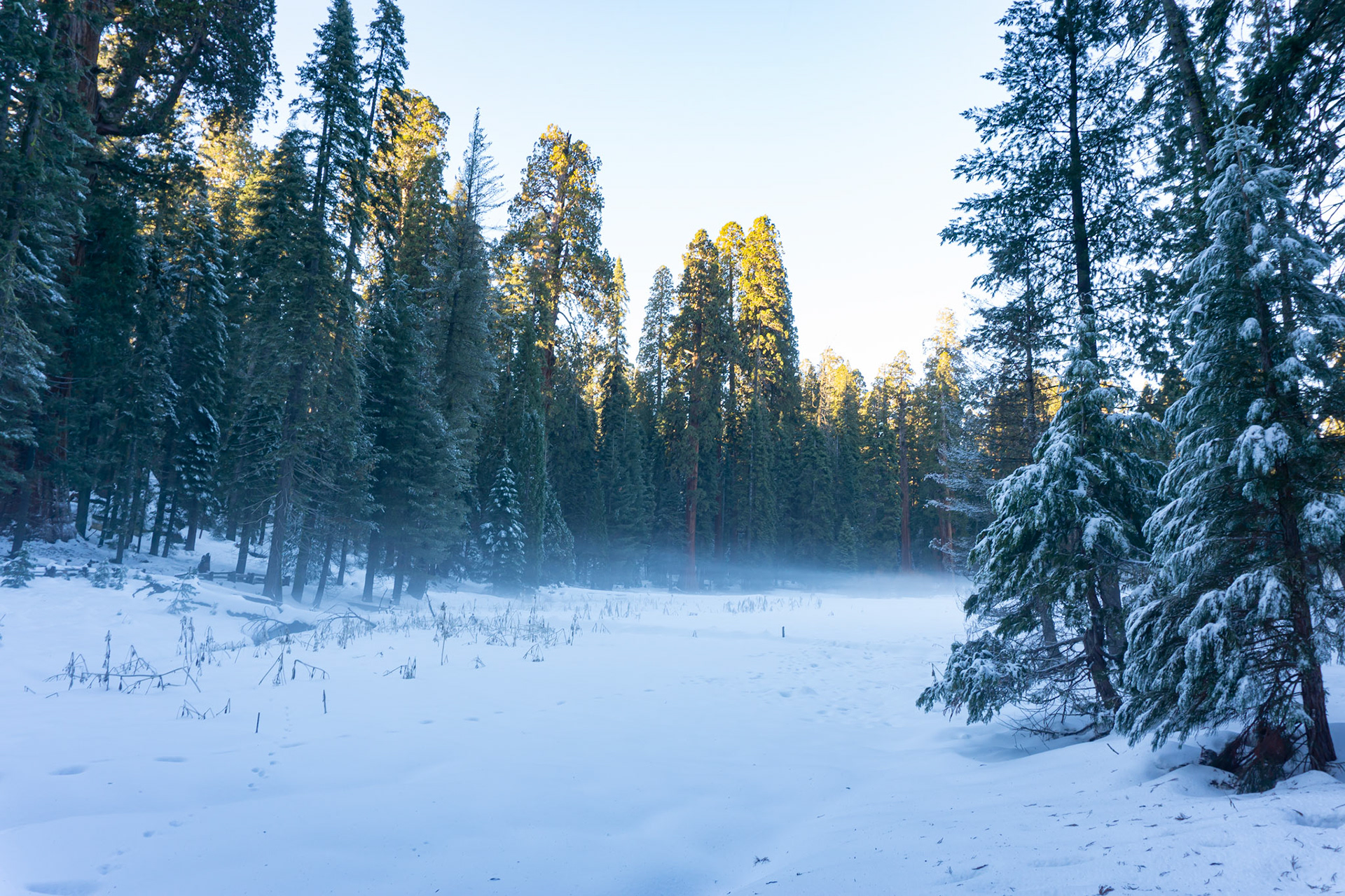 Giant Forest in snow