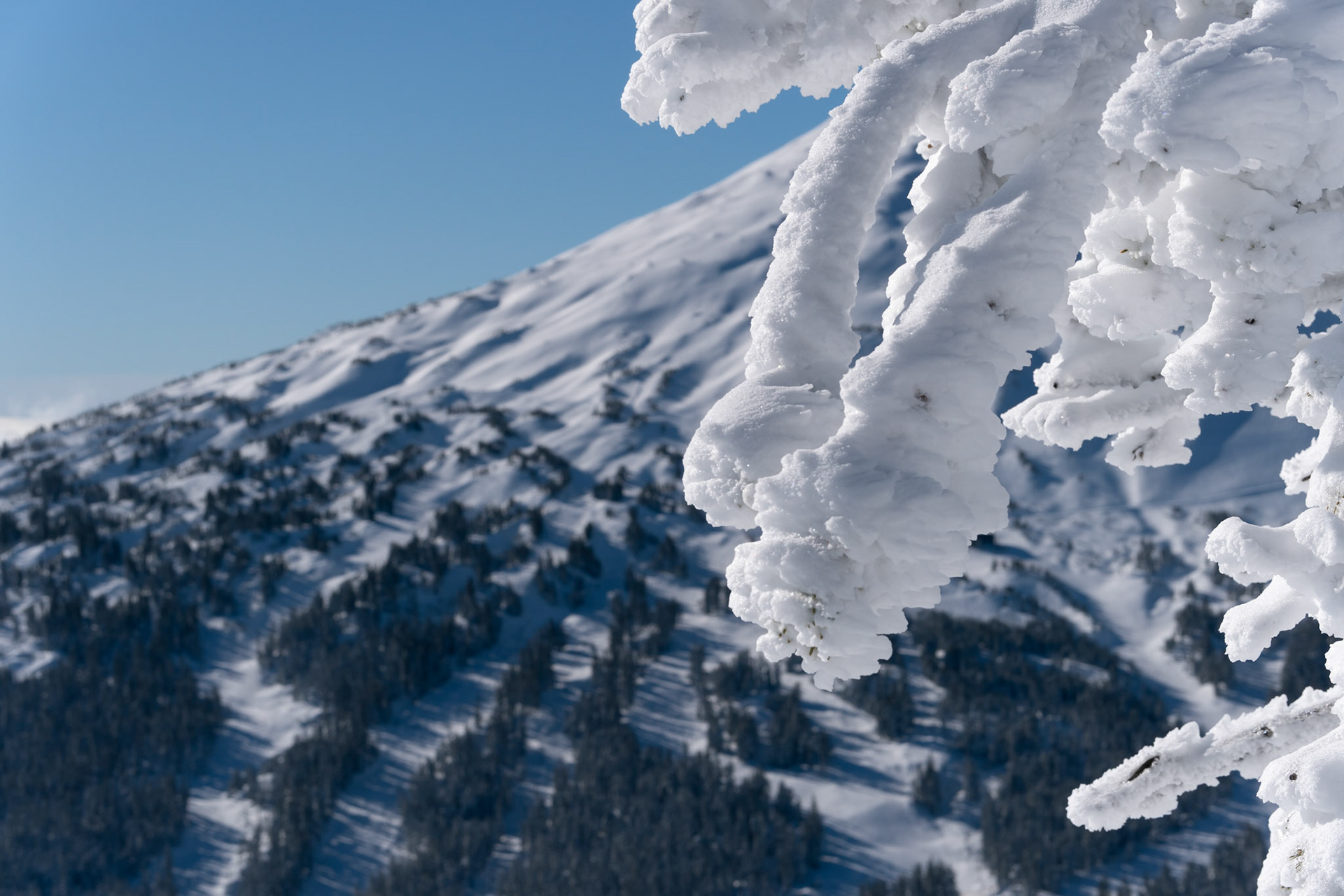 Whitebark Pines caked in snow. Mt. Bachelor in background