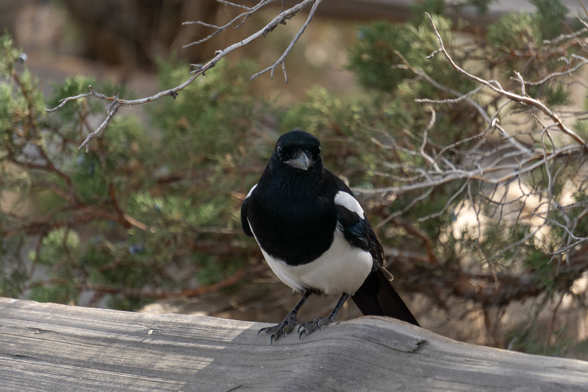 Magpie, one of the most intelligent birds