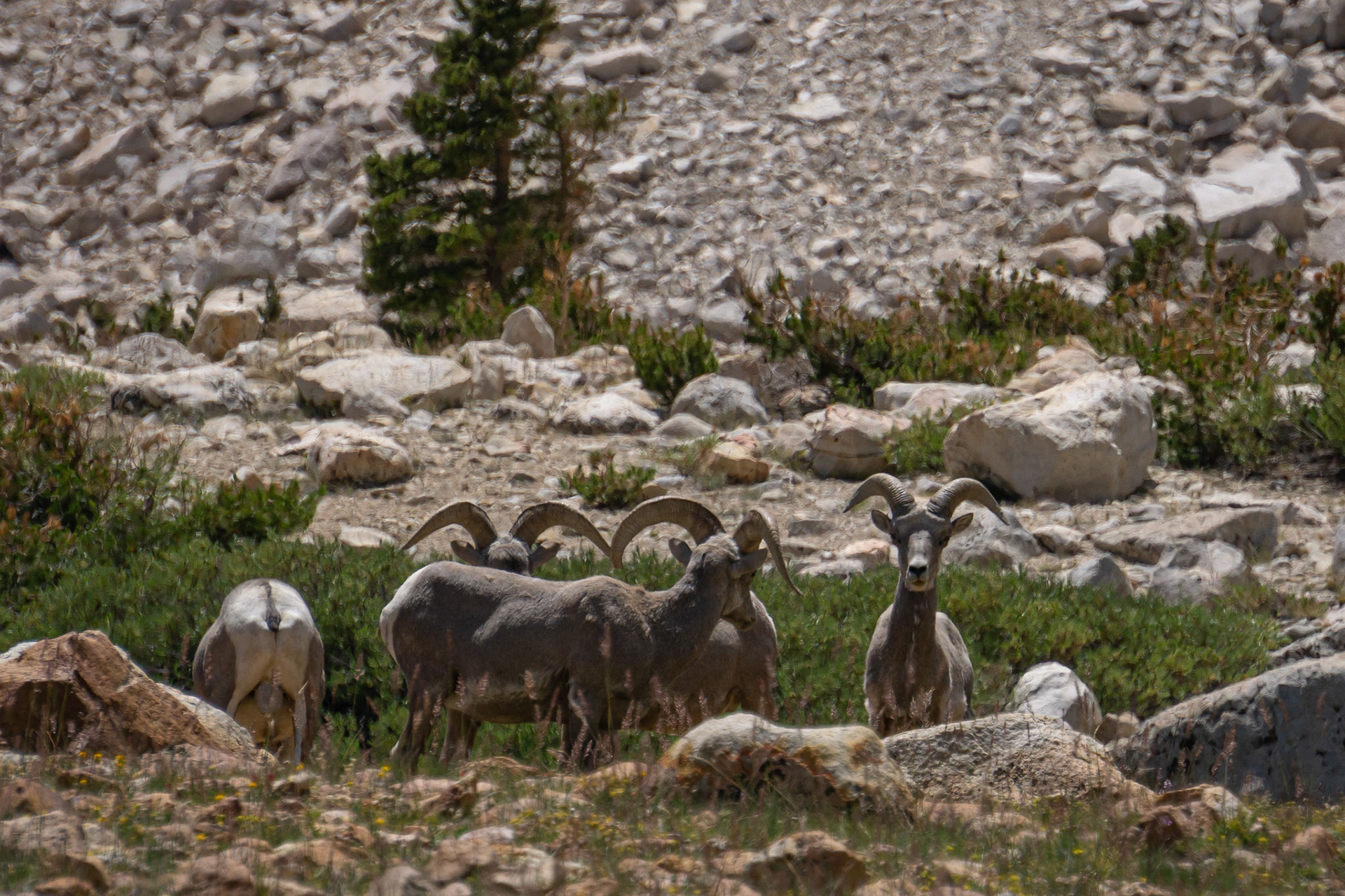 Sierra Bighorn Sheep. A rare sighting