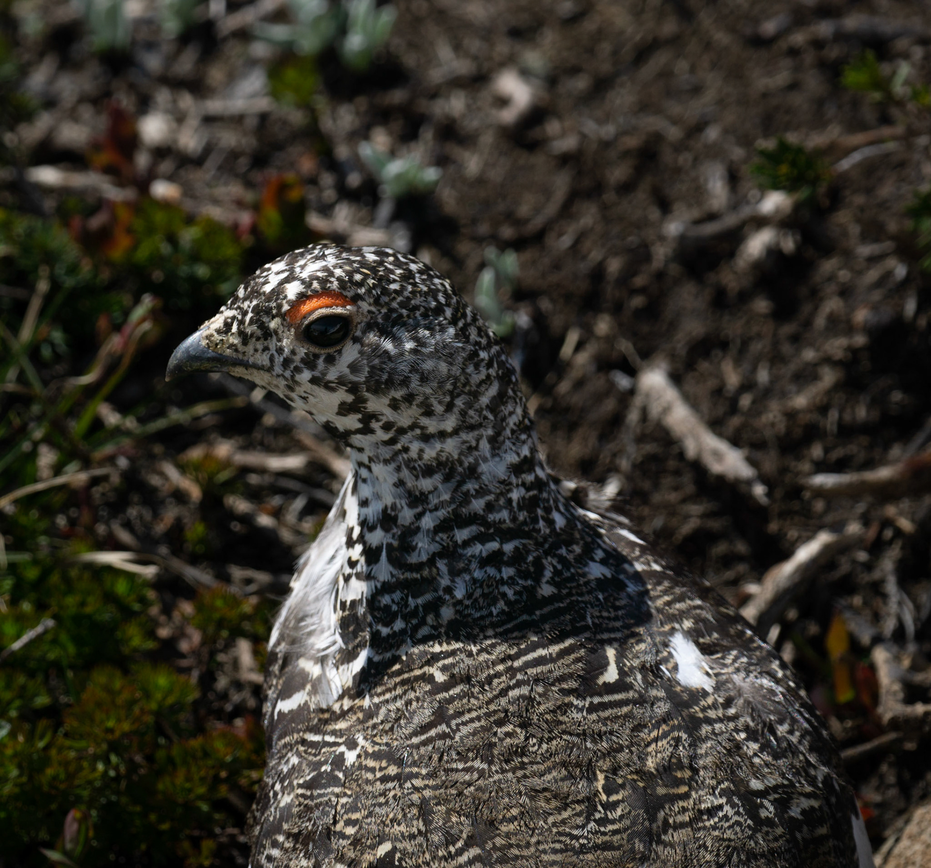 Ptarmigan