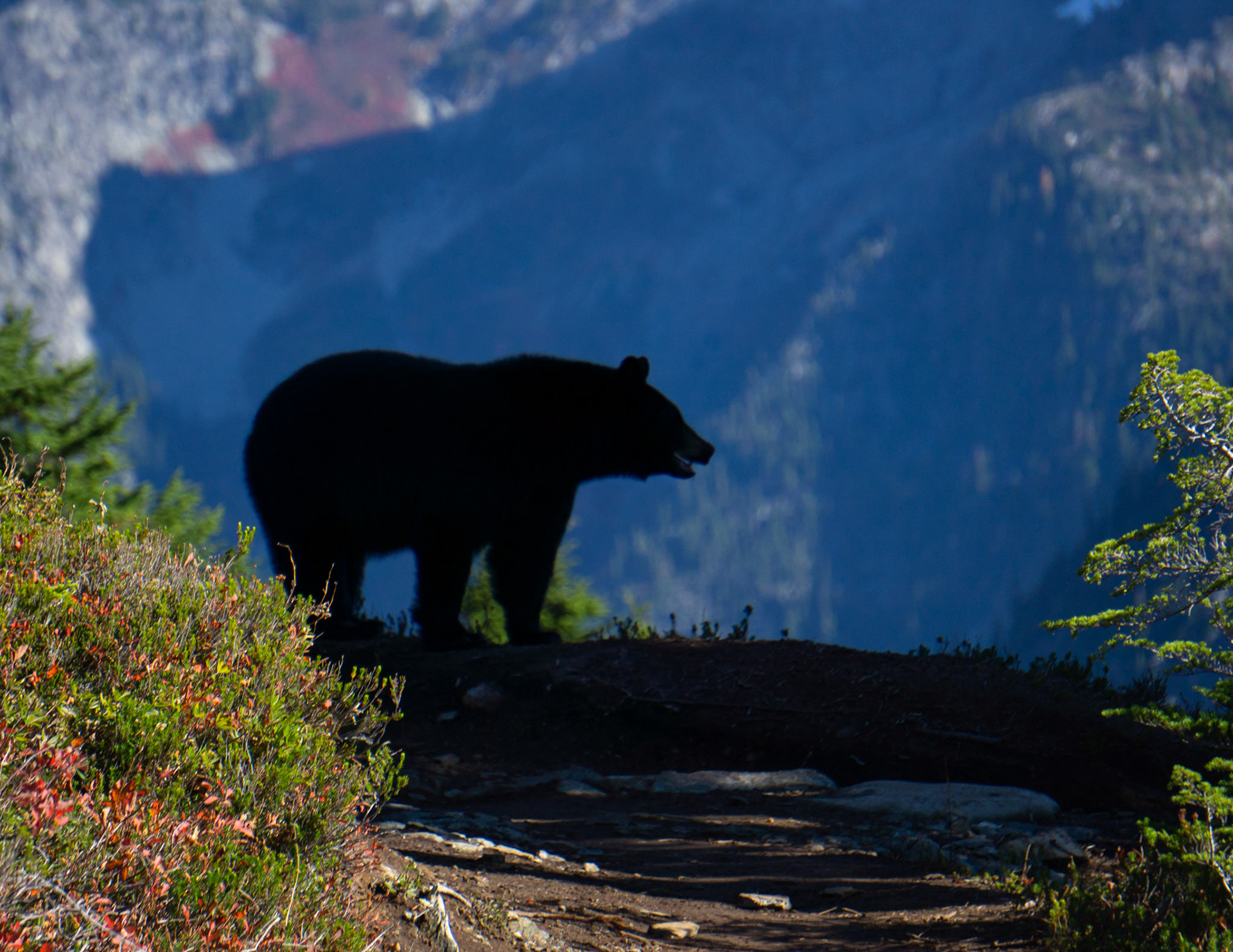 Mamma Black Bear in North Cascades National Park
