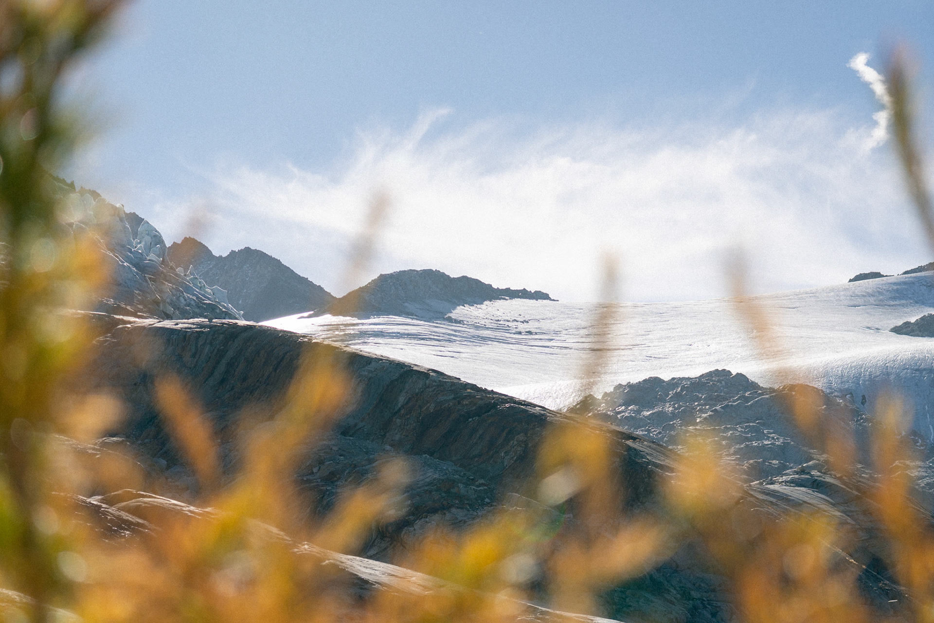 European Larch Trees and Glacier du Tour