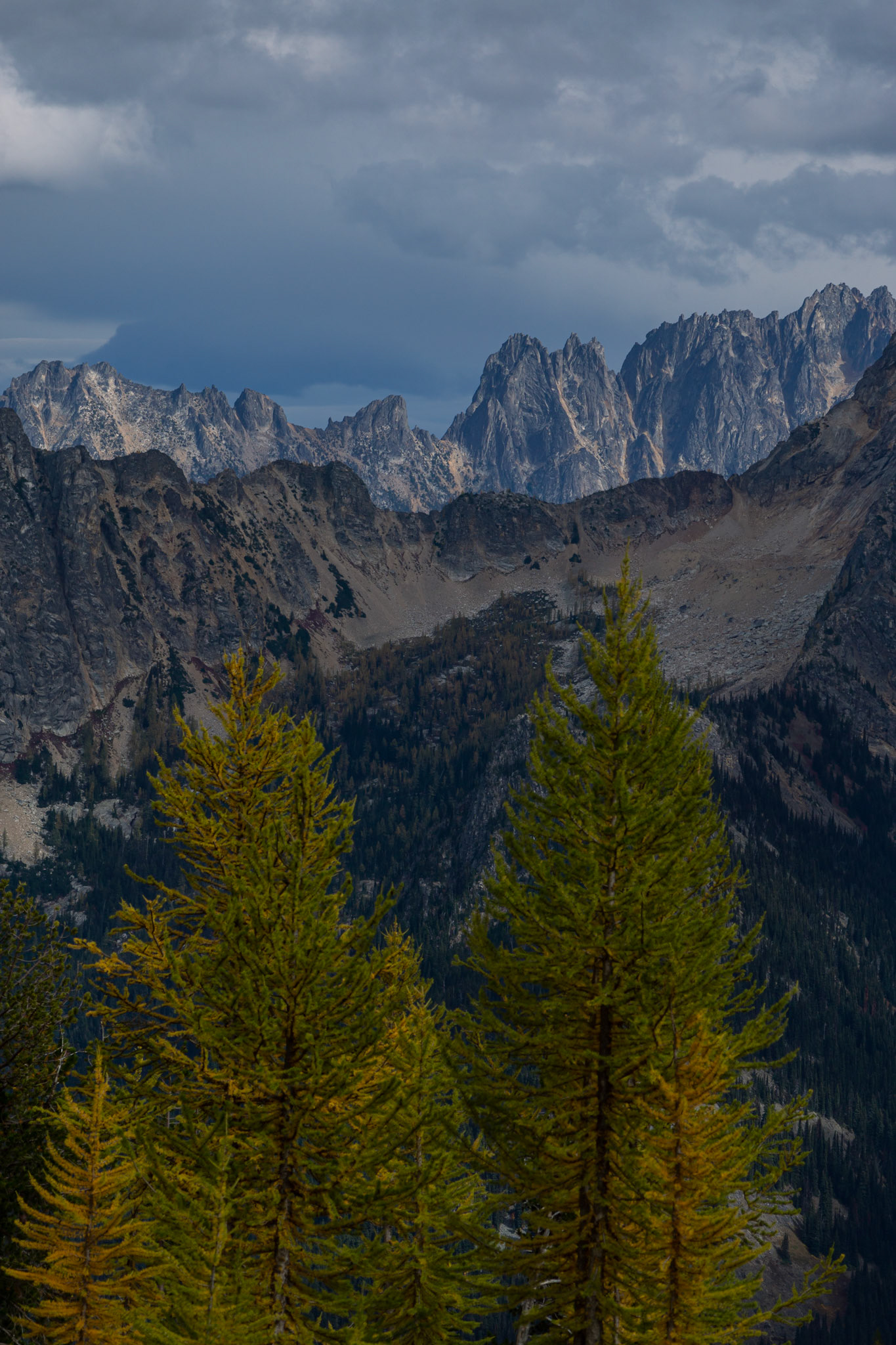 Western Larches