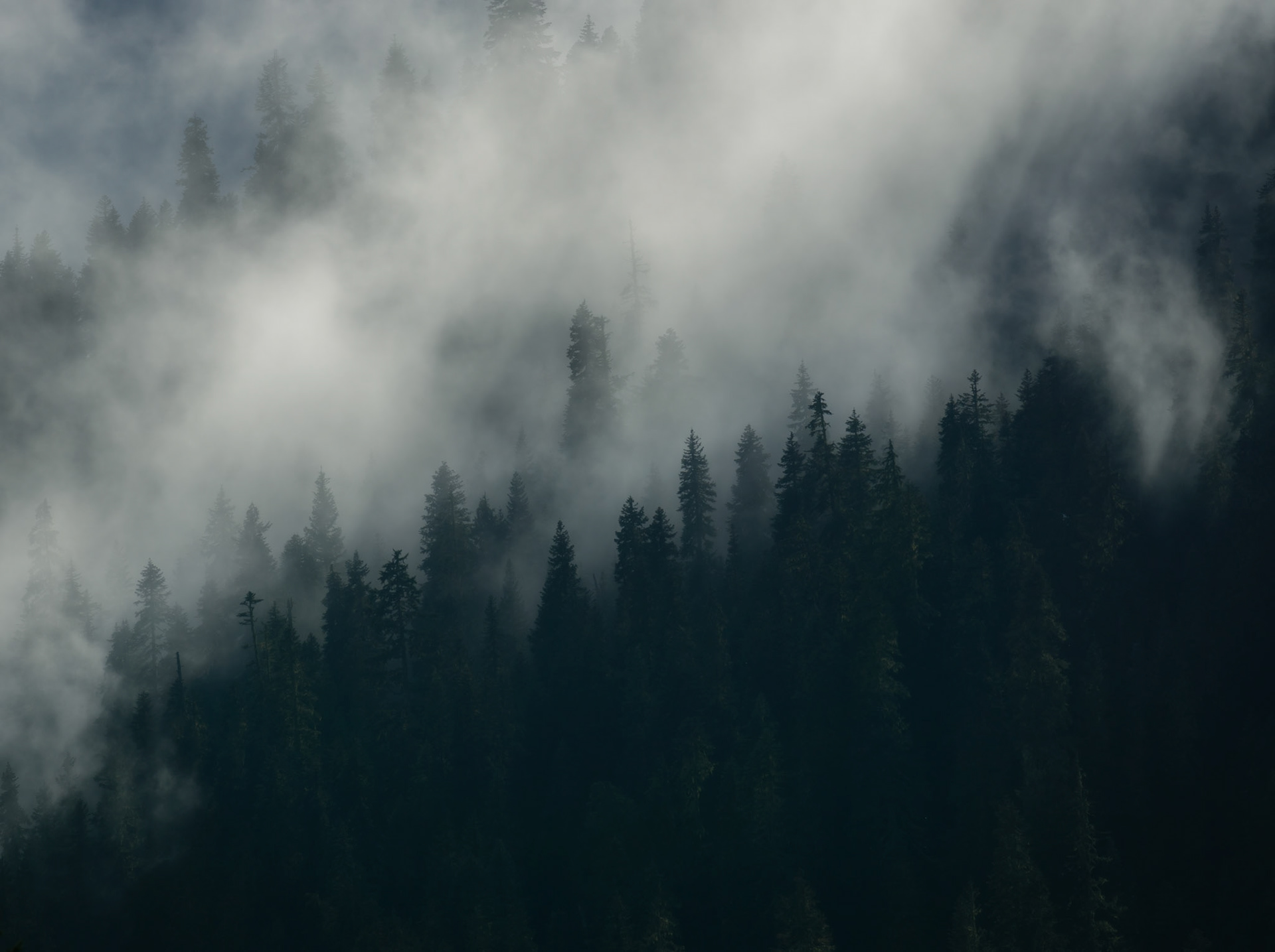 Through the fog on Mt. Ranier