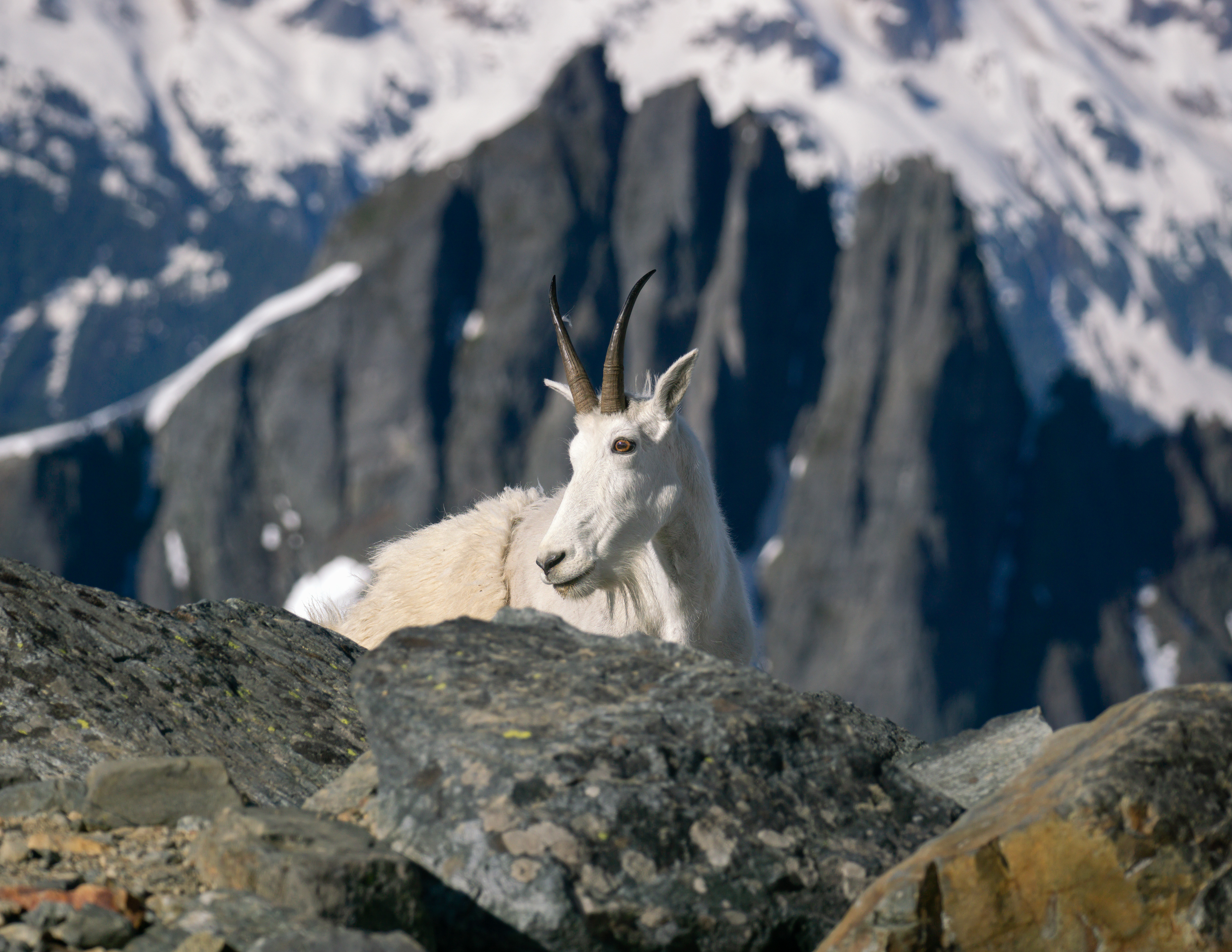 Mountain Goat, North Cascades