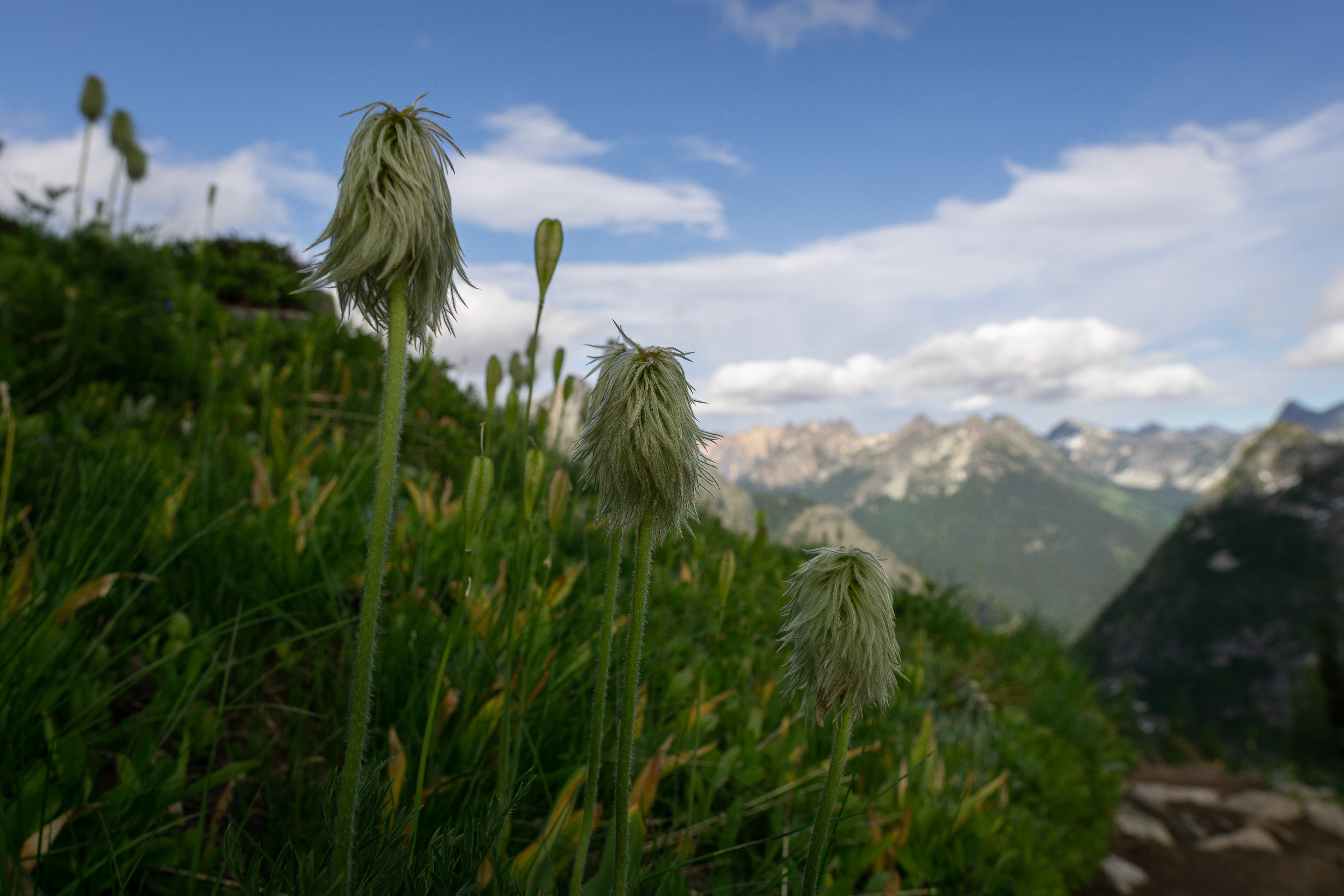 Anemone occidentalis
