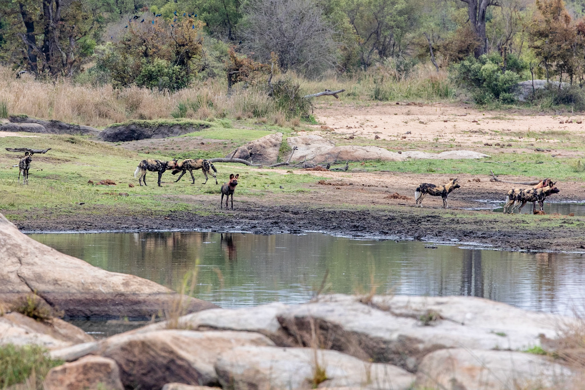 Wild dogs