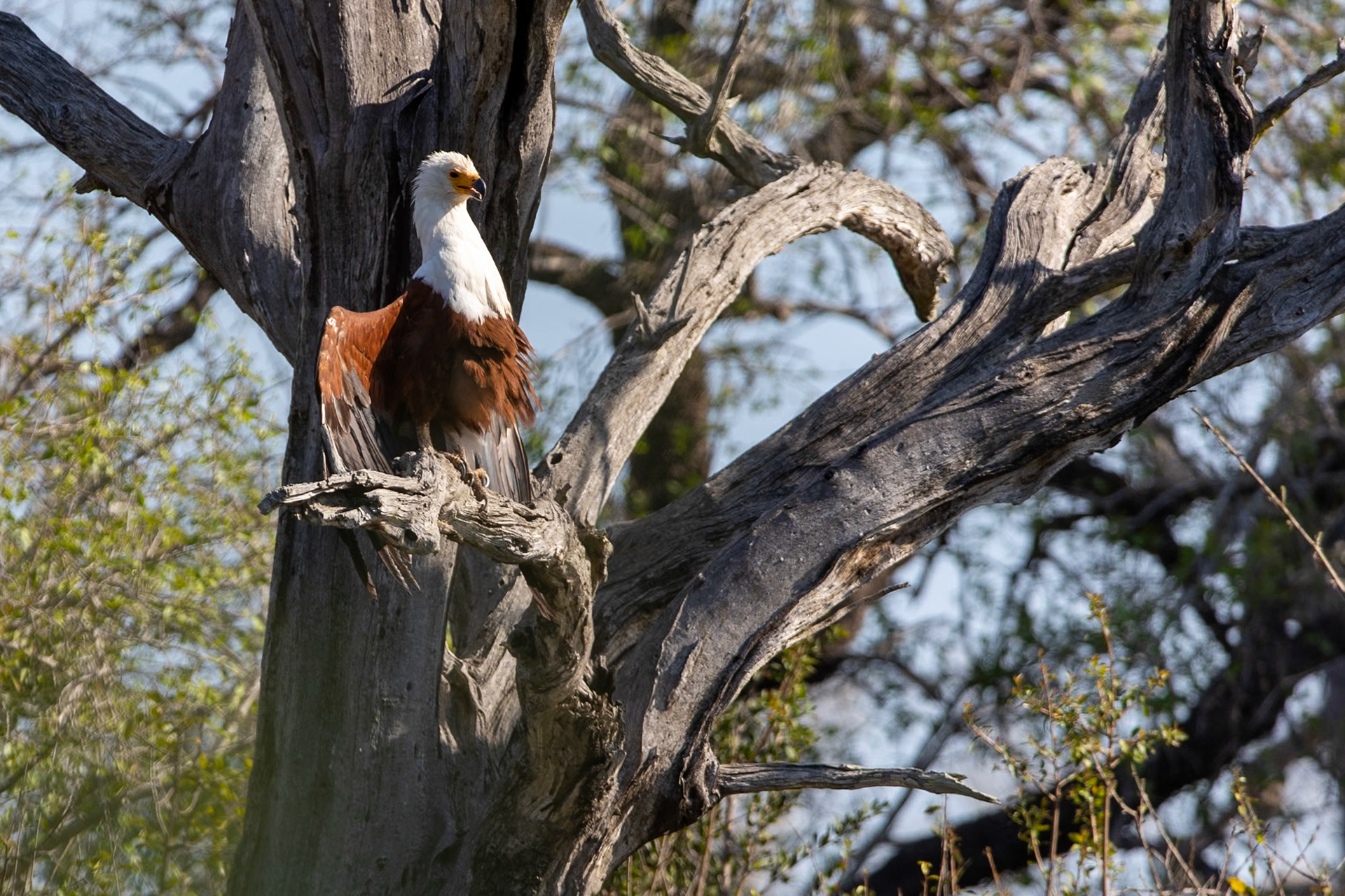 Fish eagle showing off