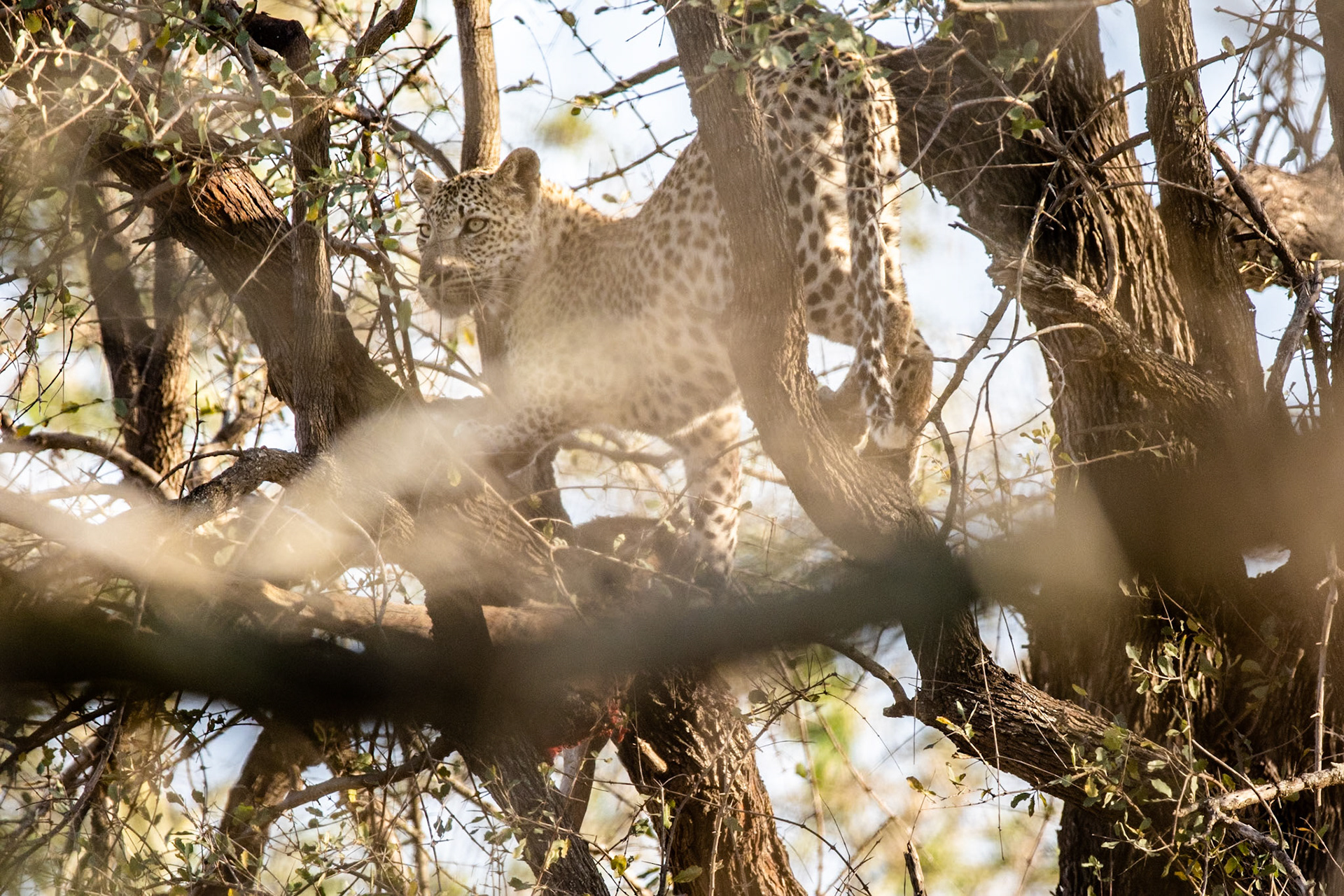 Leopard into three with a kill