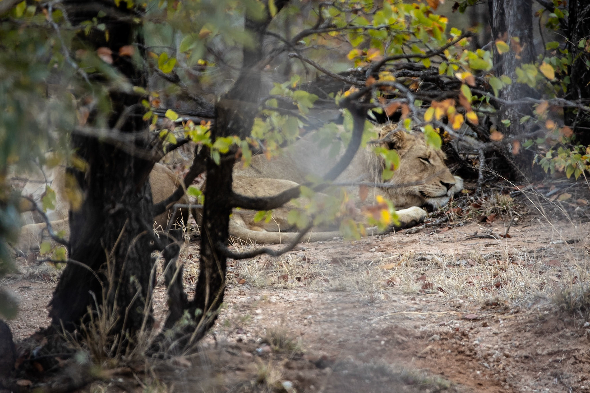 Excellent lion sighting: 2,5 h all ourselves, no other vehicles
