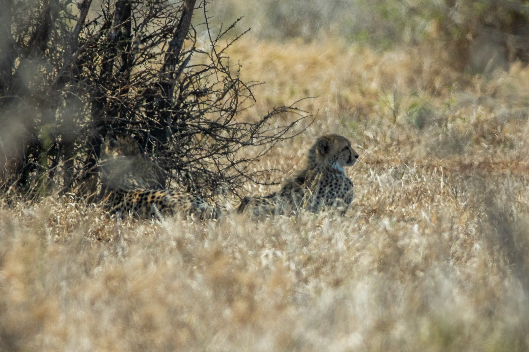 Cheetah