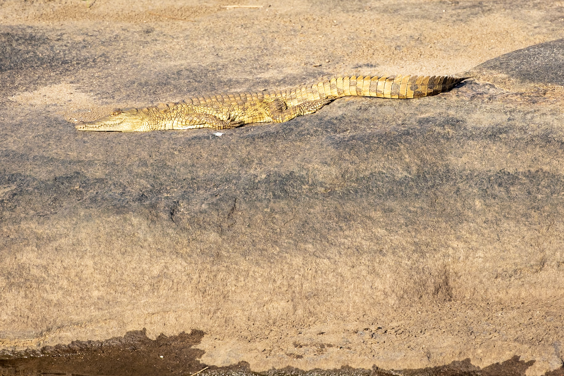 Tiny croc