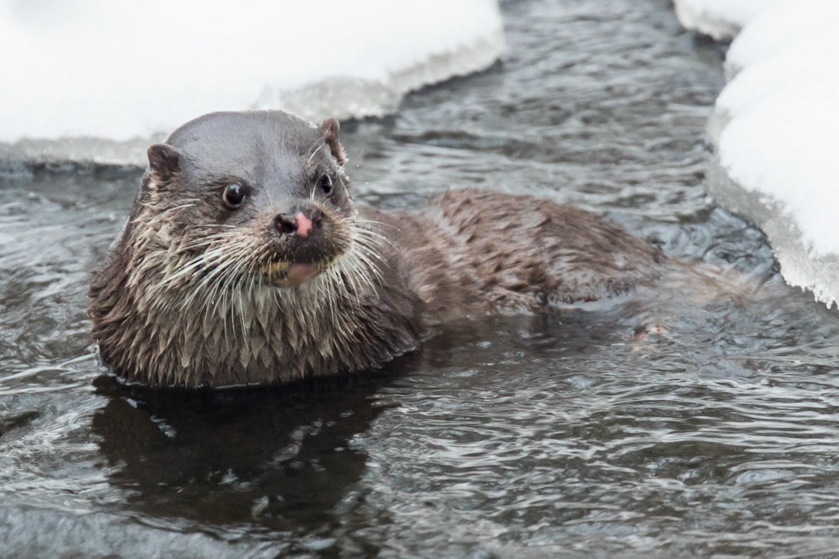 Saukko Otter