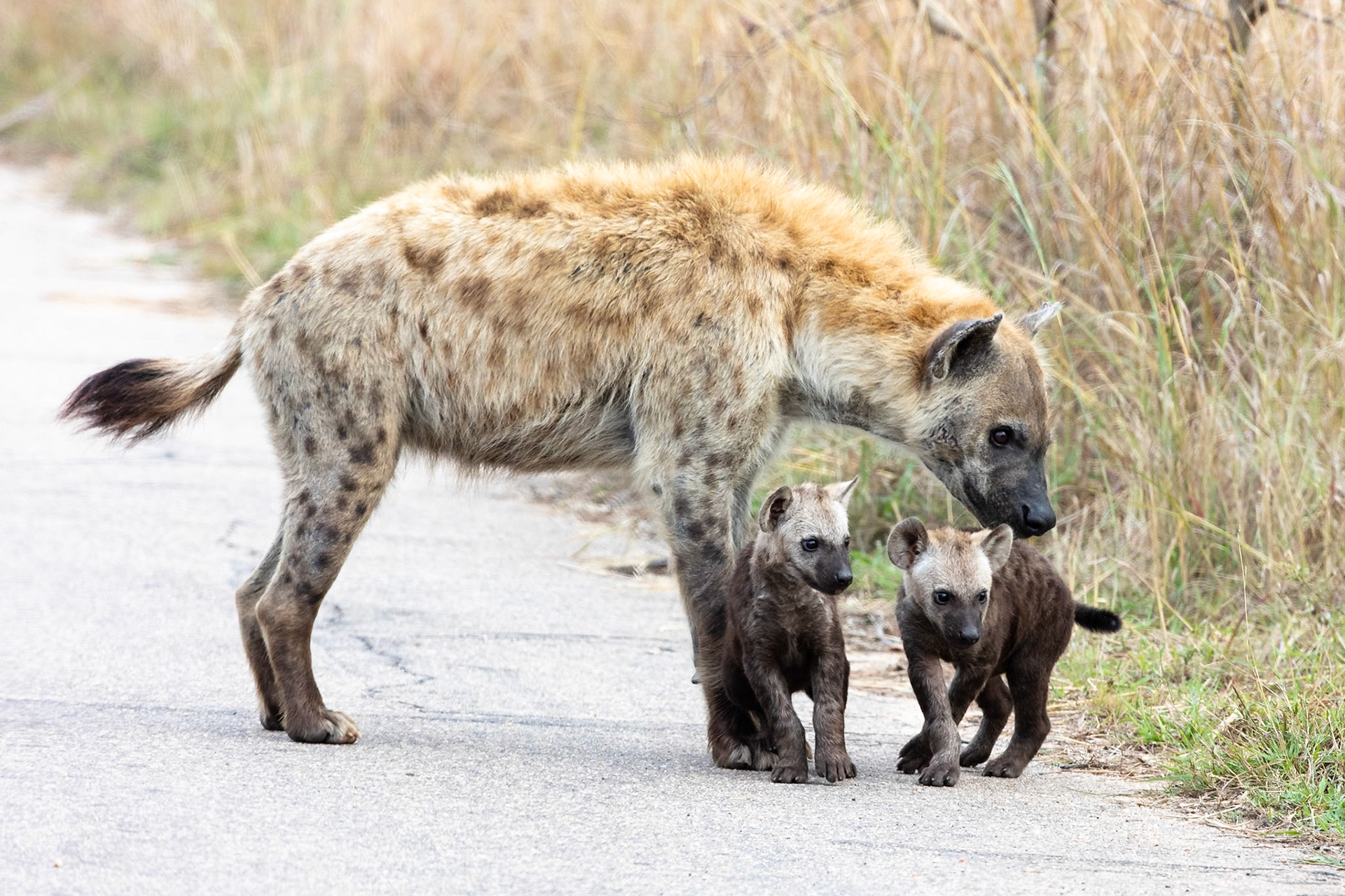 Spotted hyena with cubs