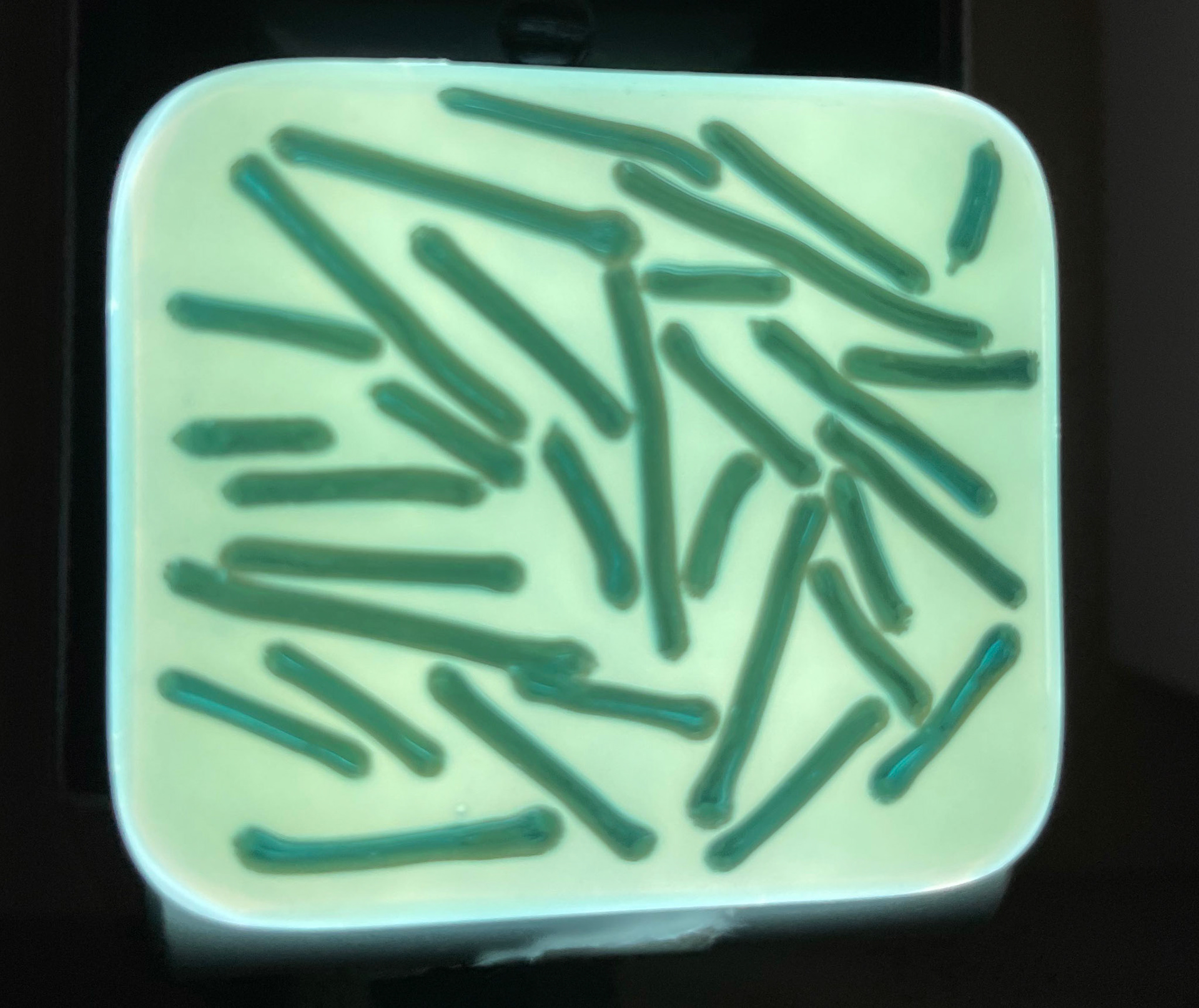 LED Nightlight Close-up