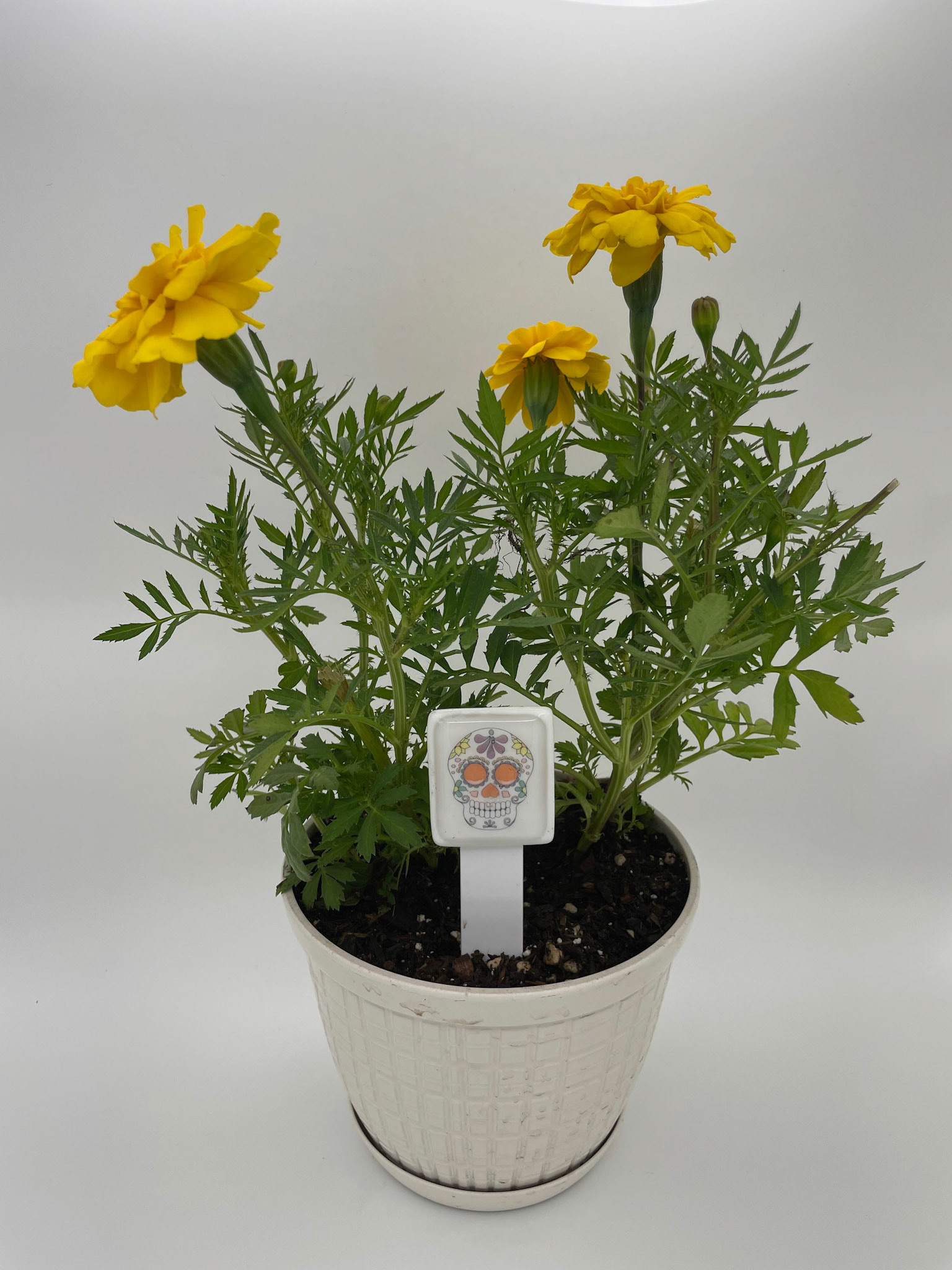 Pot Stake with Marigold Plant