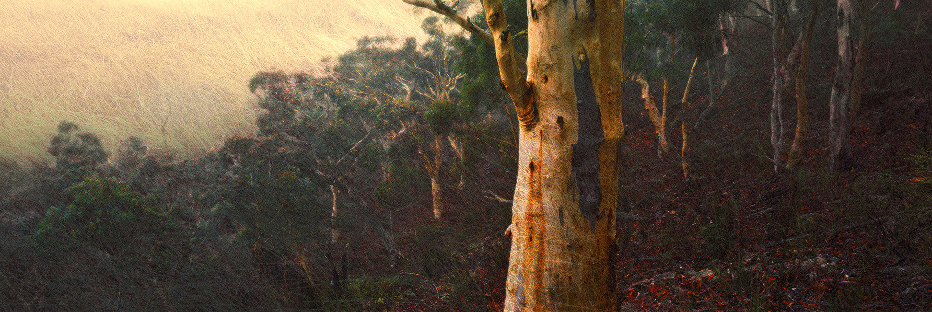 13111-50 Australian Bush III