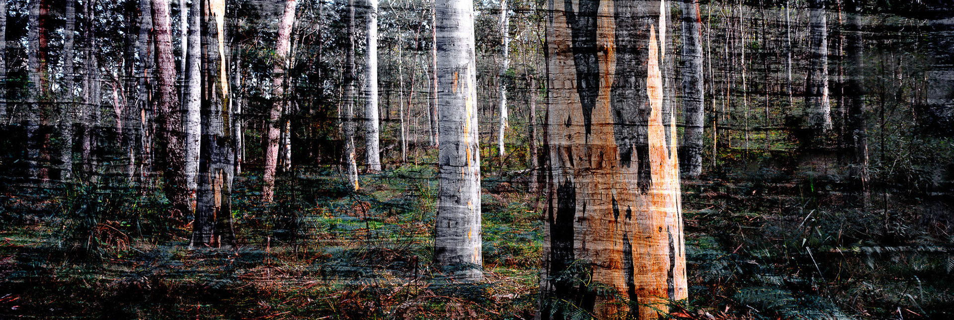 13191-50 Sydney Bluegum Forest