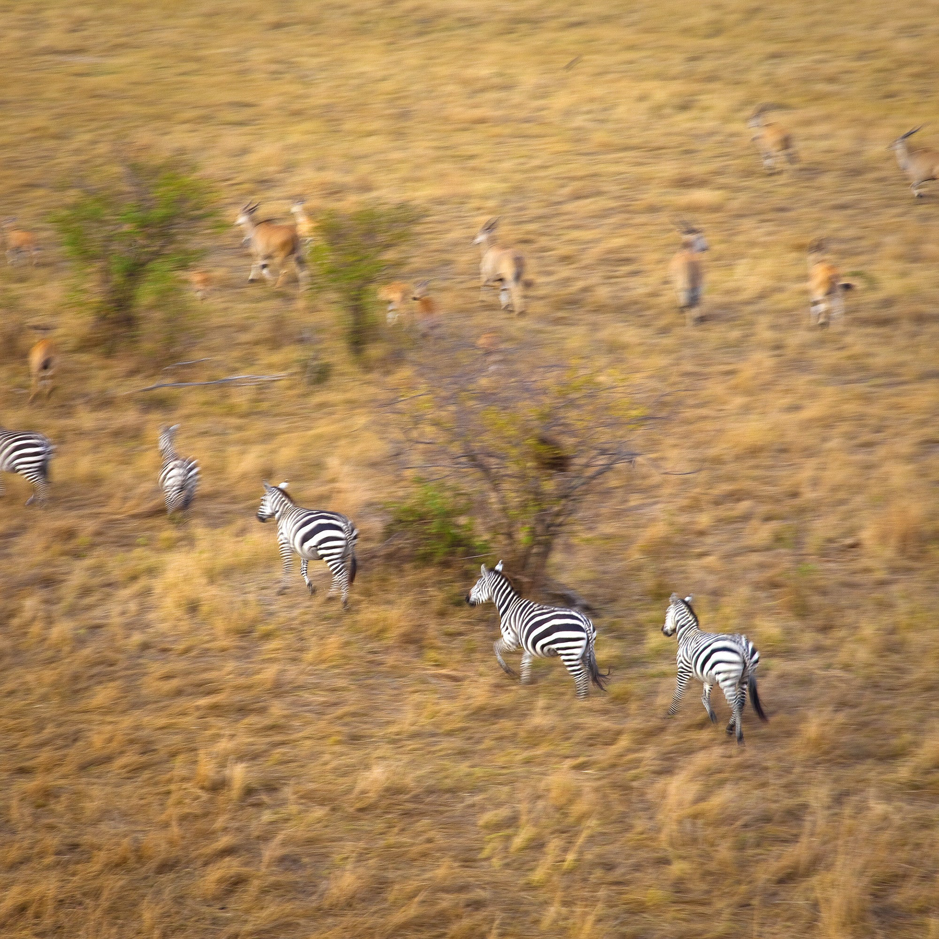 11118 - Serengeti Morning.