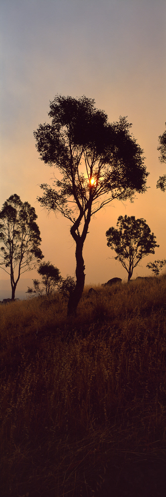 13125-16 - Eucalypt Sunset - Mt Rogers, ACT, Australia.
