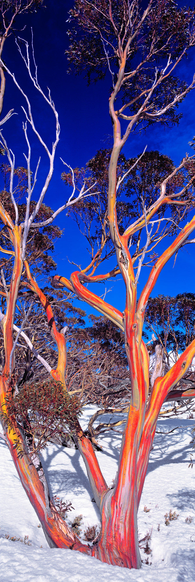 13117-14 - Kosciusko Snowgum - Thredbo, NSW, Australia.