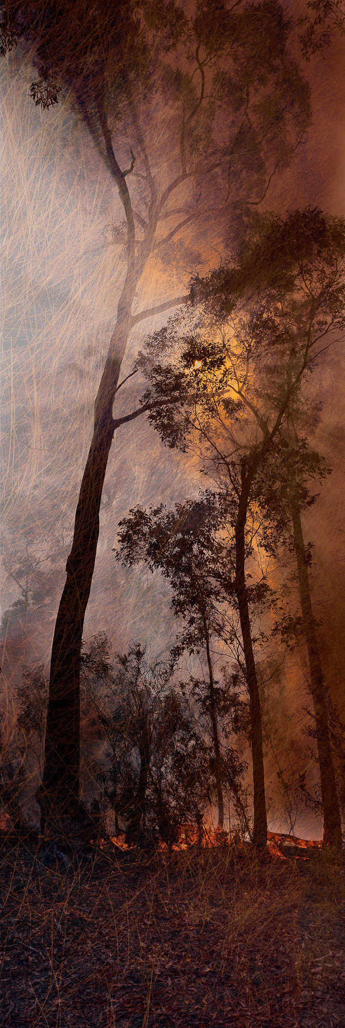 13002-50 Bushfire II