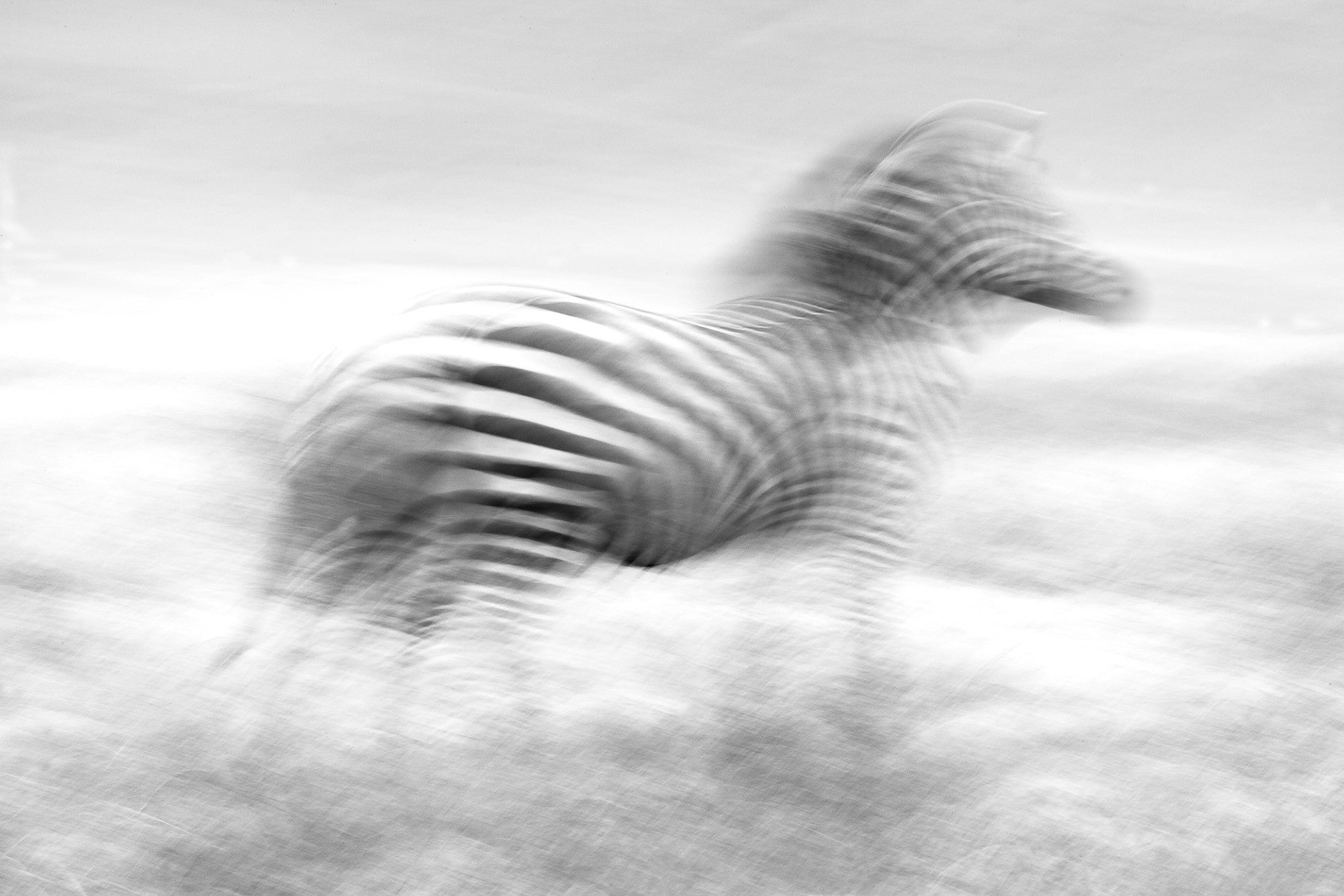 11287 - Zebra - Ngorongoro.