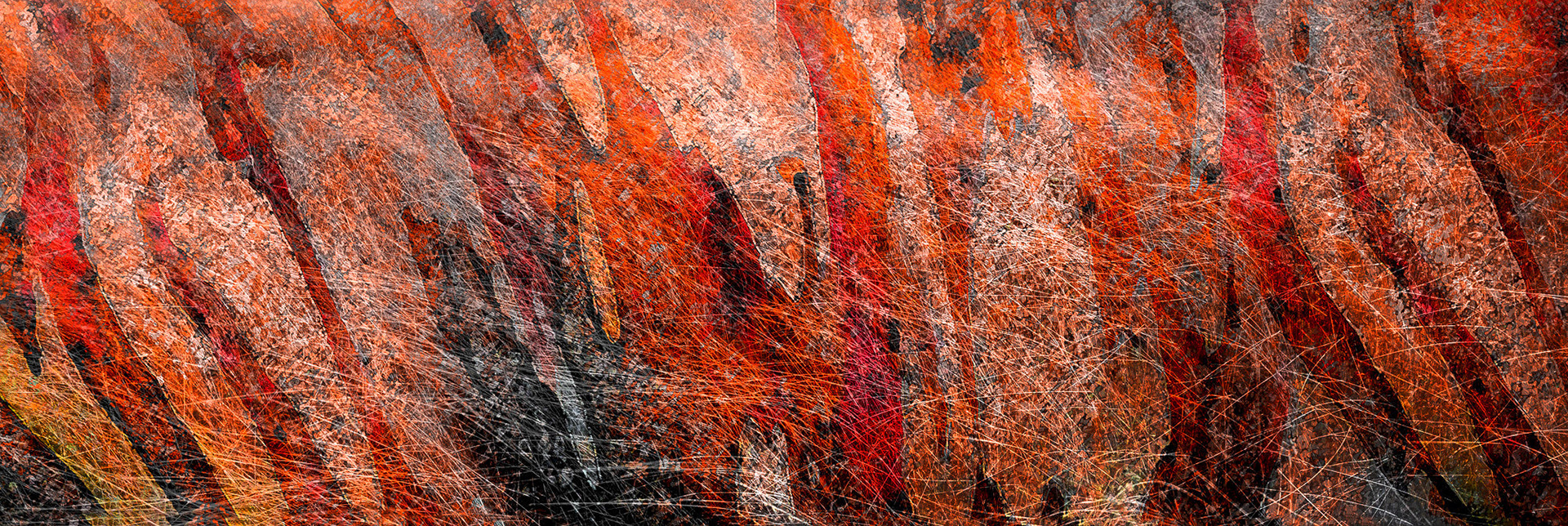 13184-50 Snowgum Flames