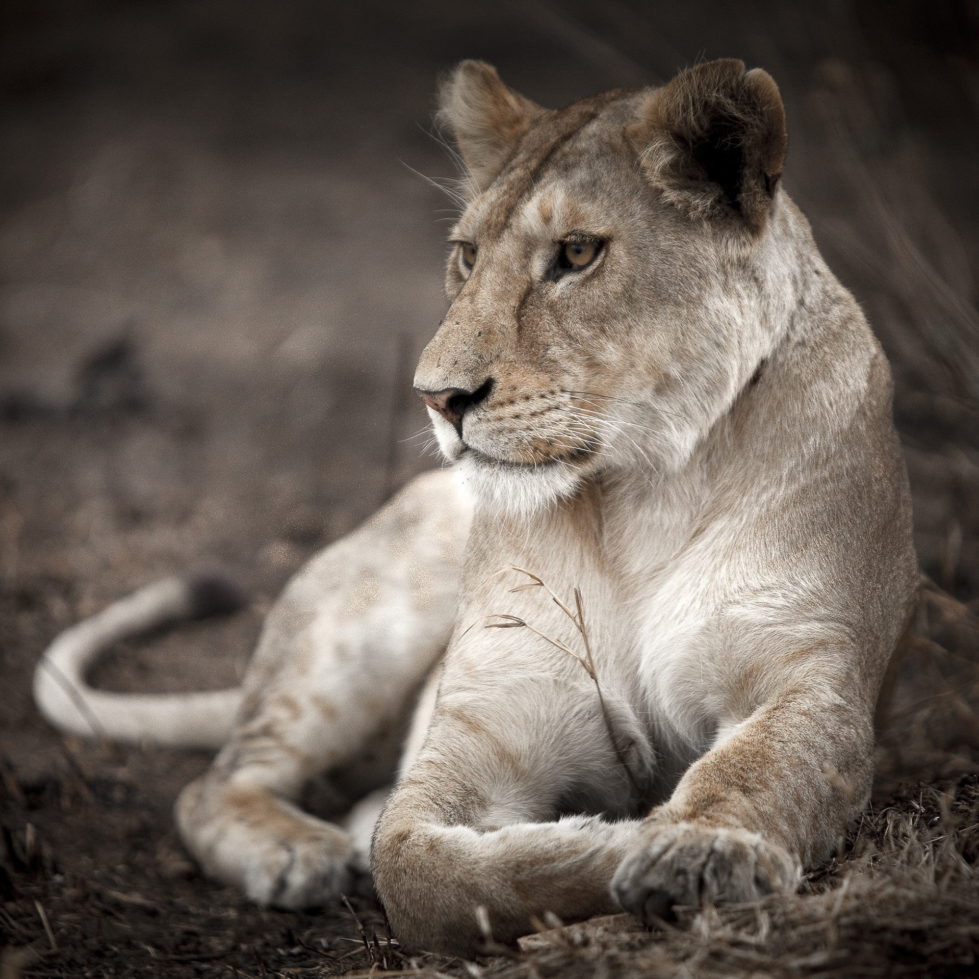11242 - Chilling - Serengeti.