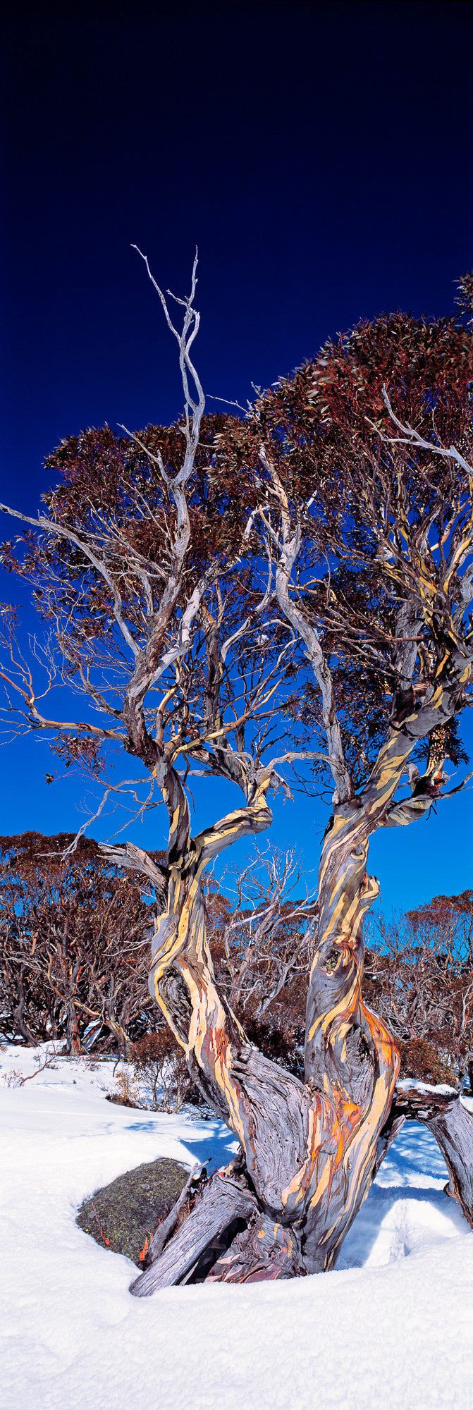 13119-16 - Kosciusko Snowgum - Thredbo, NSW, Australia.