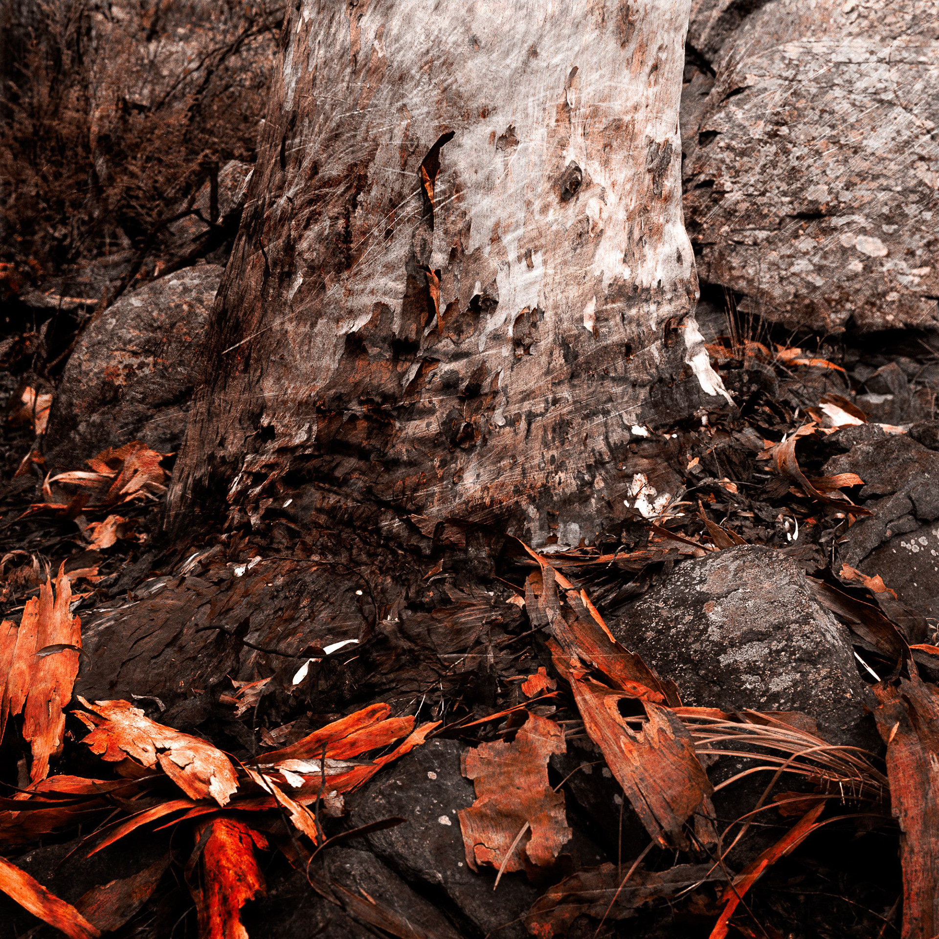 25002 - Blackdown Bark
