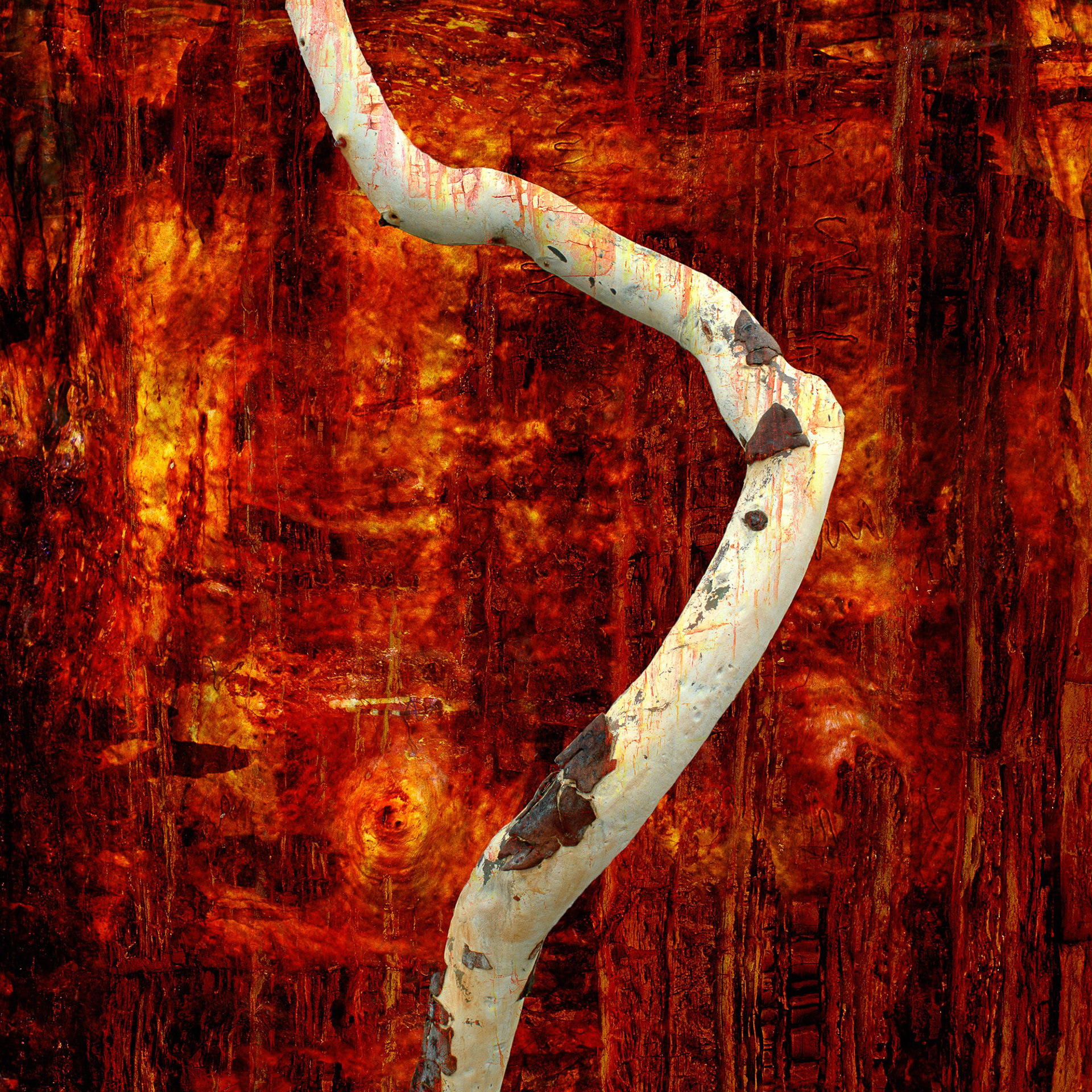 25001 - Painted Mannifera
