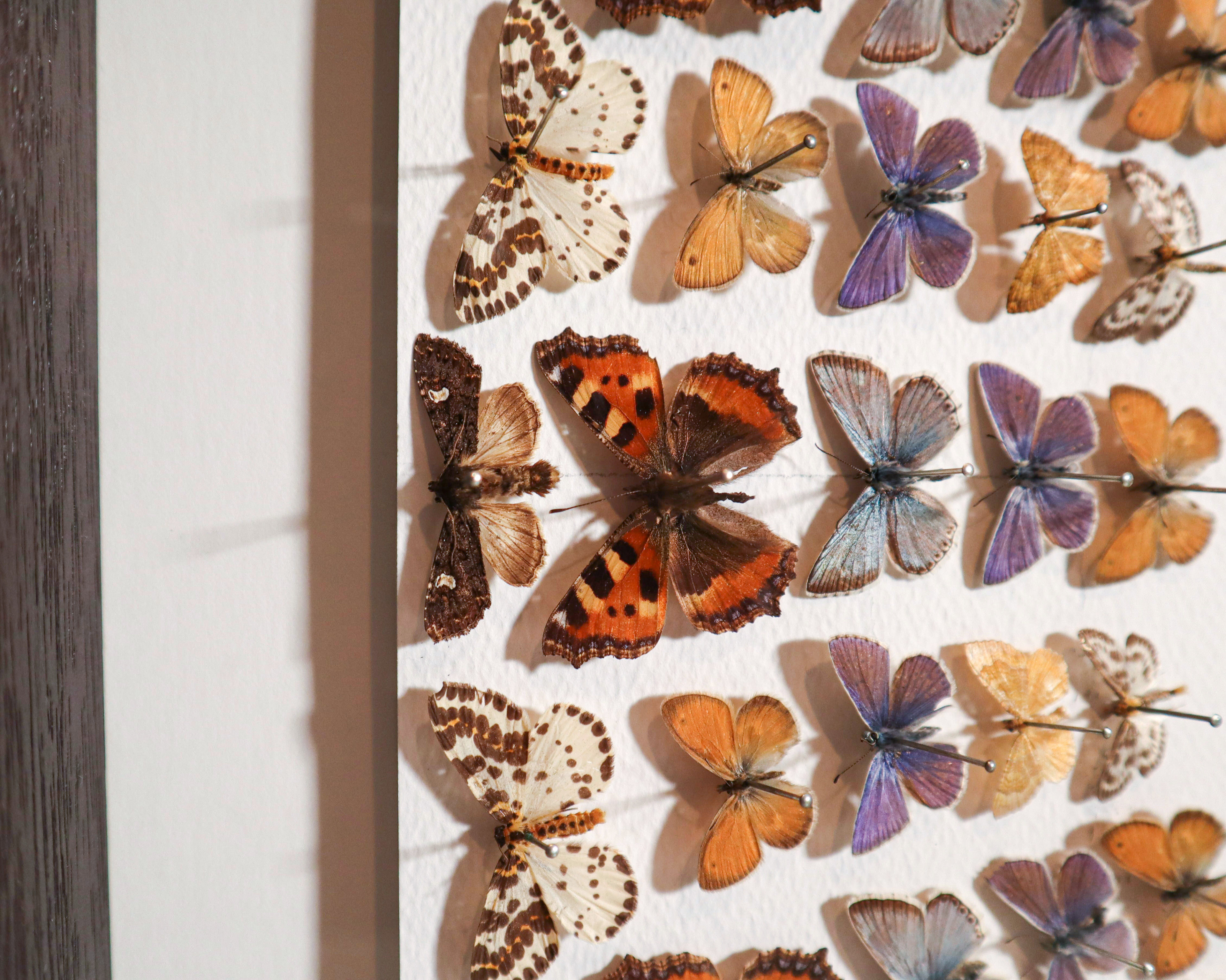 Detailed image of pinned moths as part of an artwork display created by Sam Wilde.