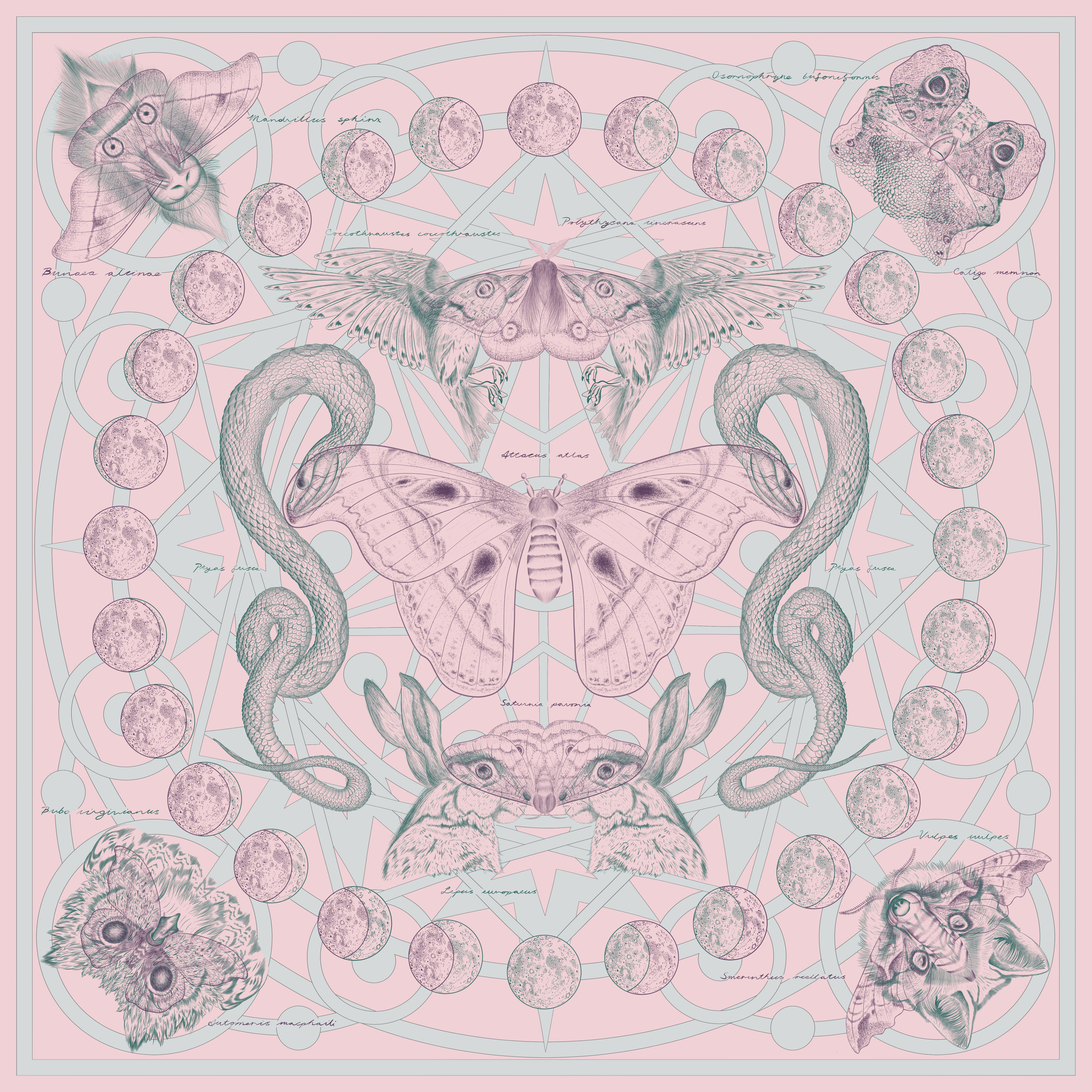 Scarf design of moths fused with their animal counterparts with alchemic detailing in pink.