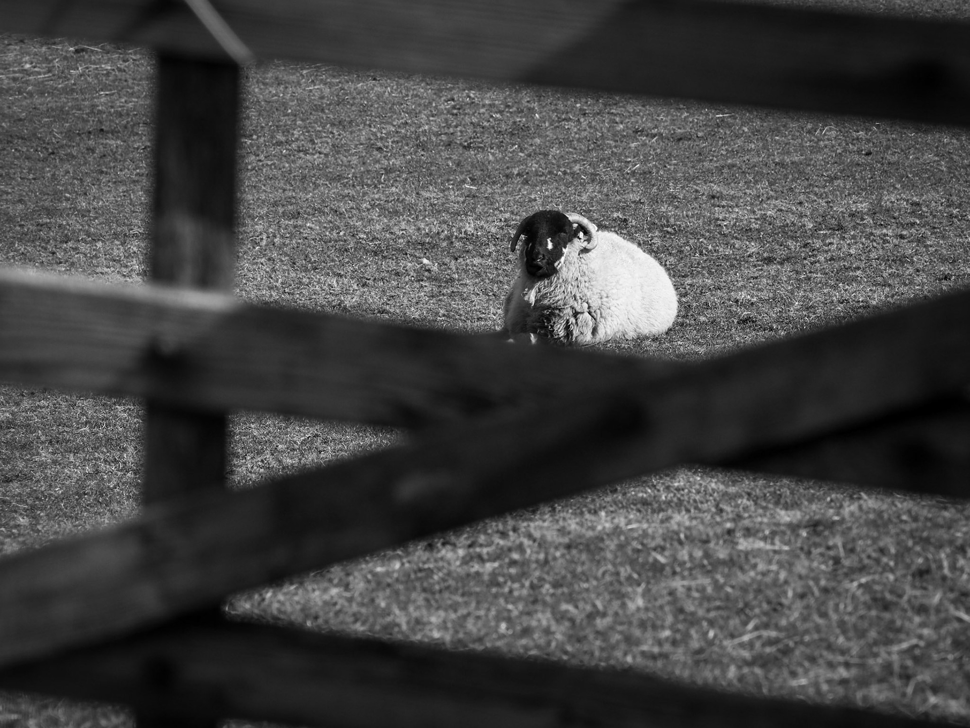 Sheep in the fields