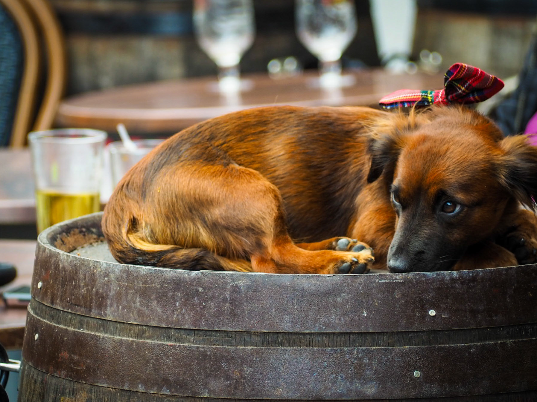 Dog on a barrel, The Royal Mike